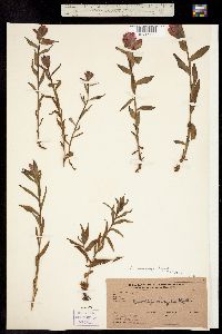 Castilleja rhexifolia image