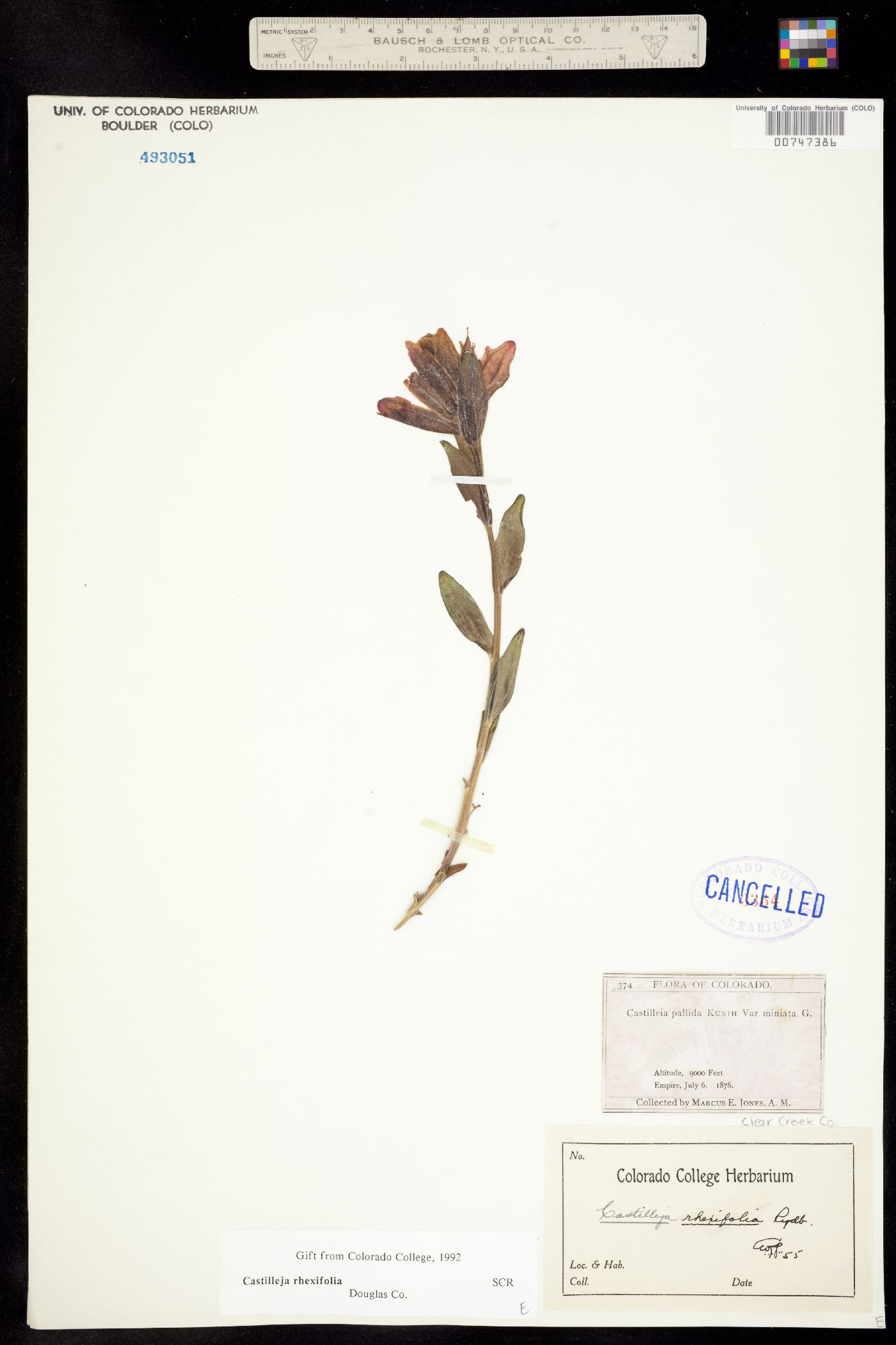 Castilleja rhexifolia image
