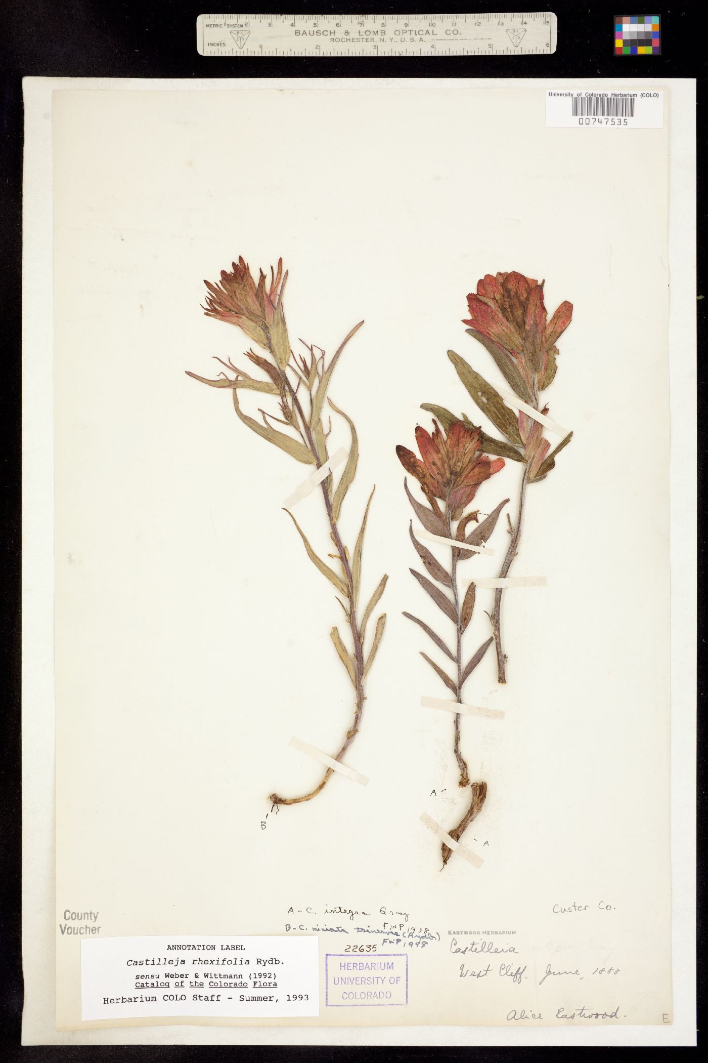 Orobanchaceae image