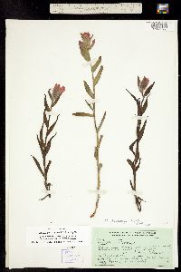 Castilleja rhexifolia image