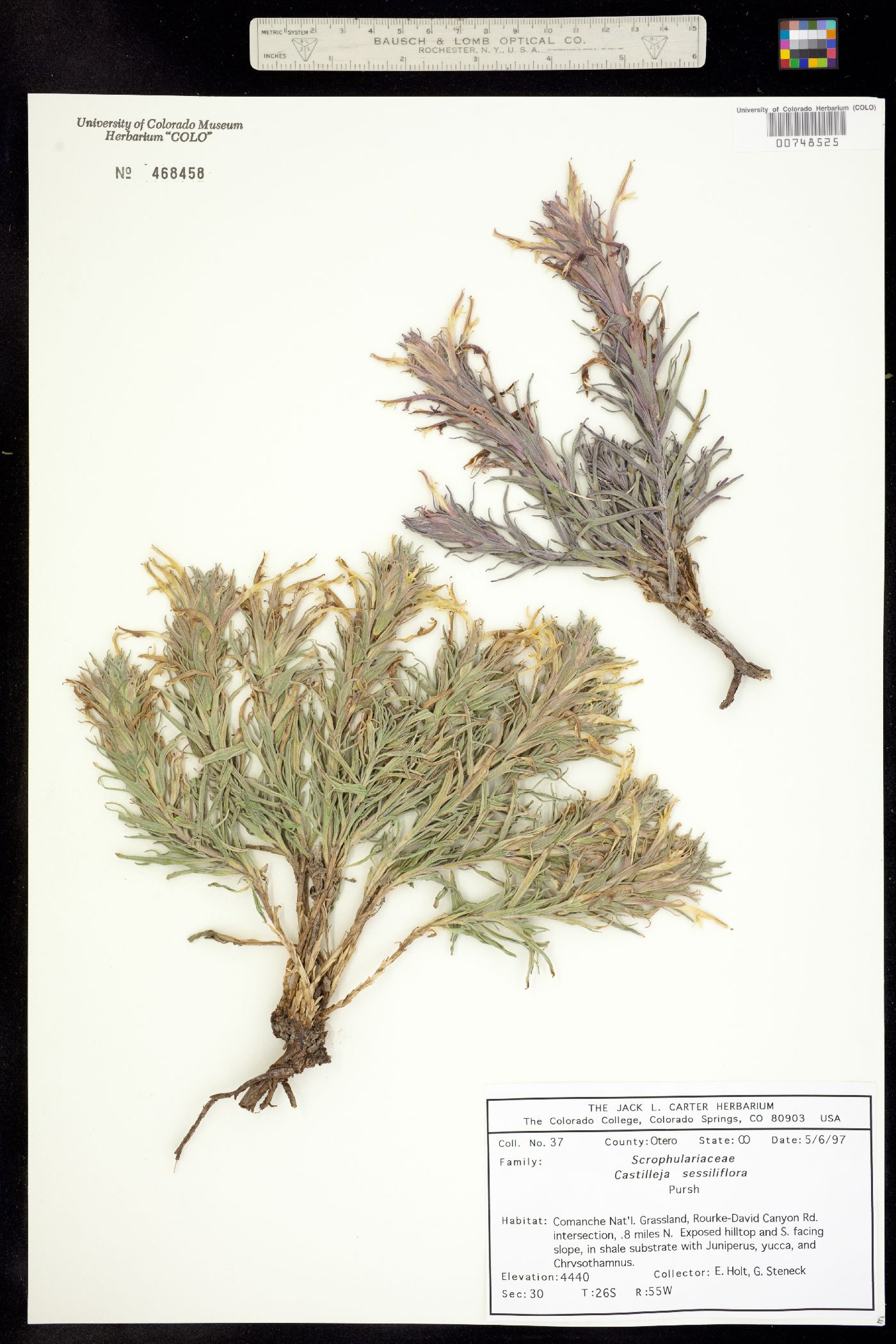 Castilleja sessiliflora image
