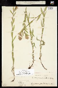 Castilleja sulphurea image