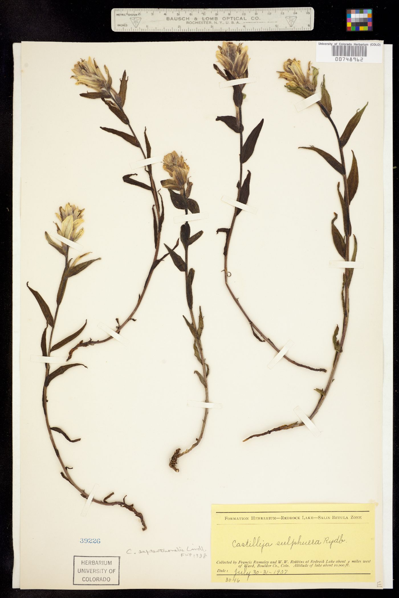 Castilleja sulphurea image