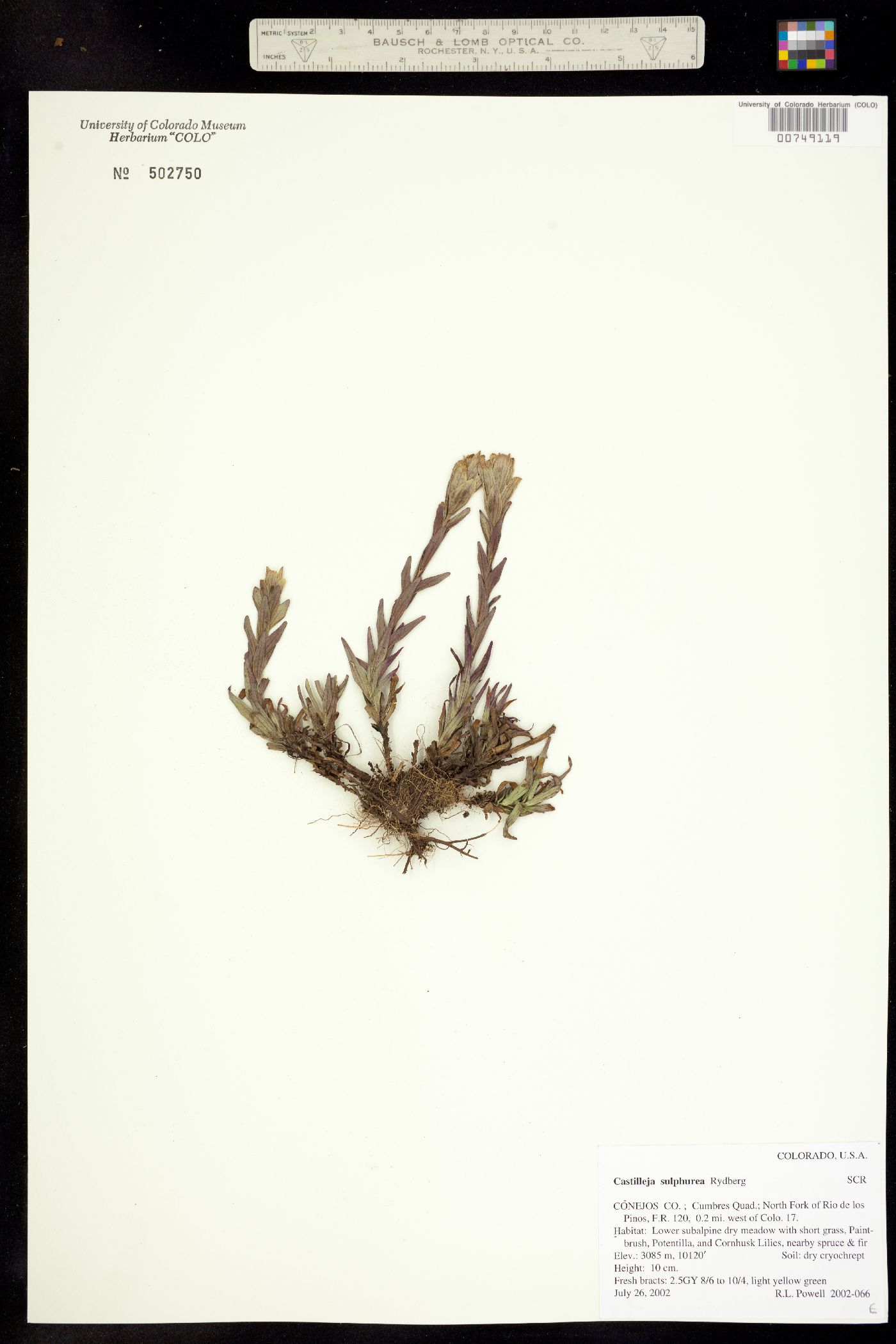 Castilleja sulphurea image