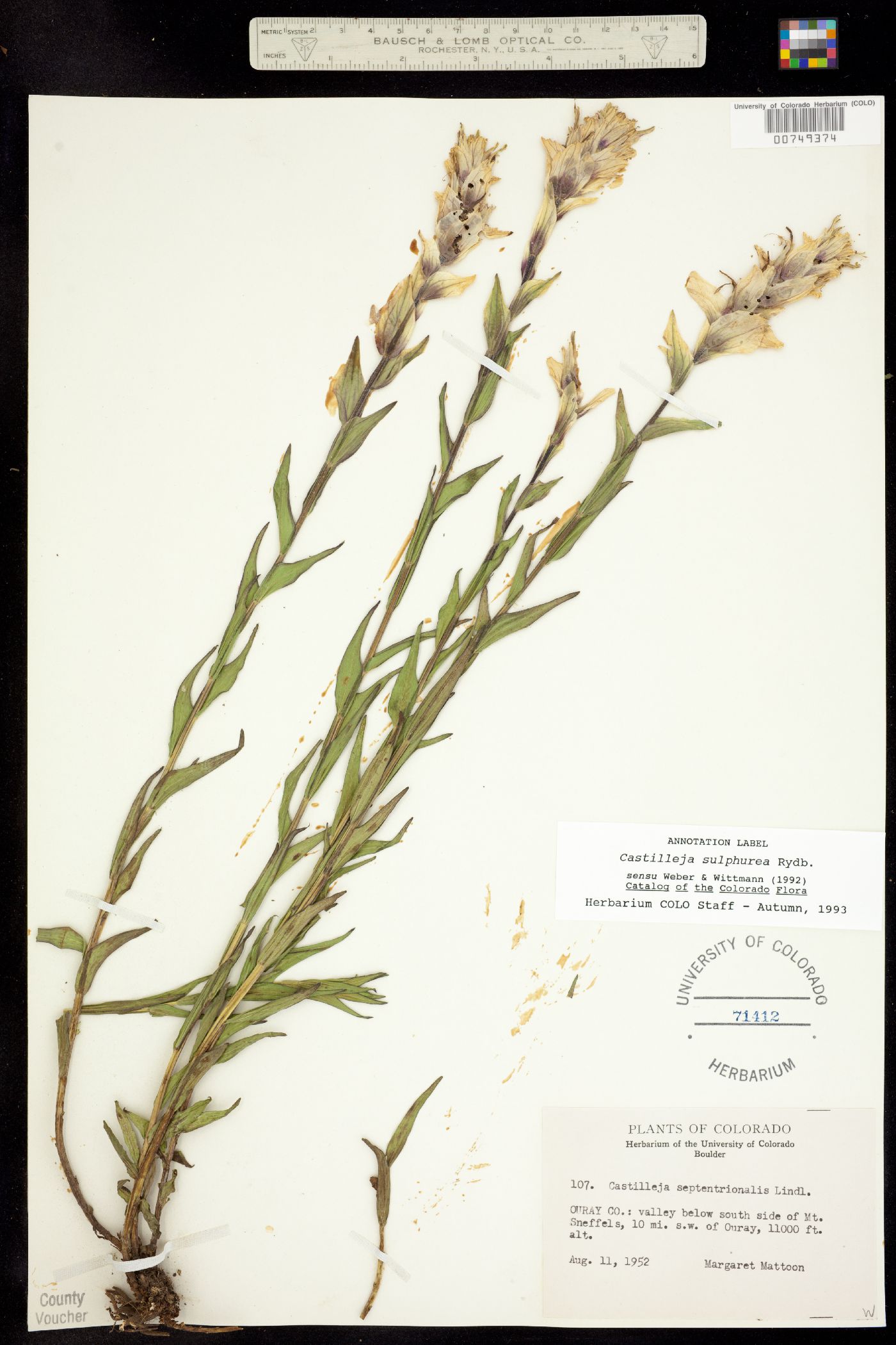 Castilleja sulphurea image