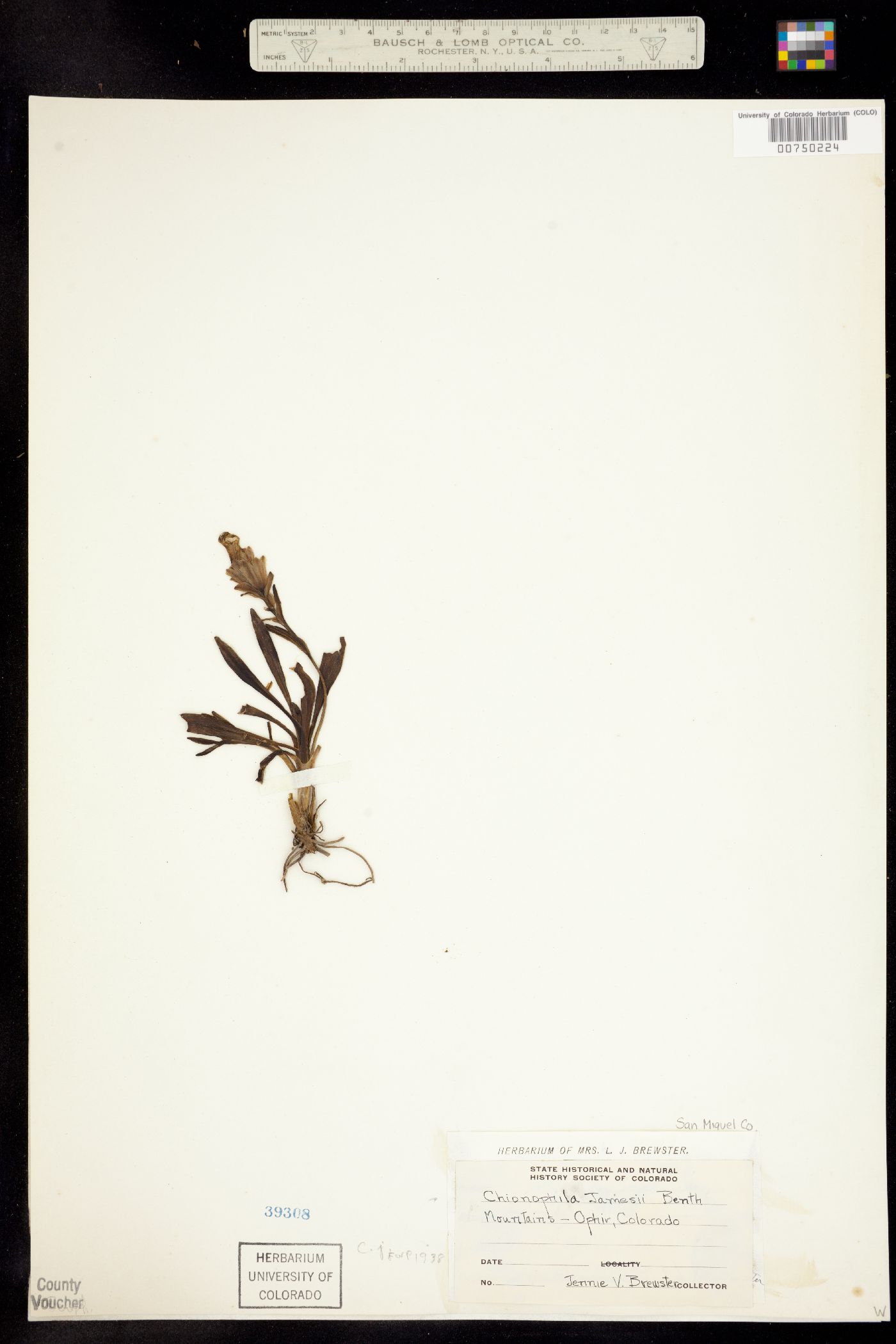 Chionophila jamesii image