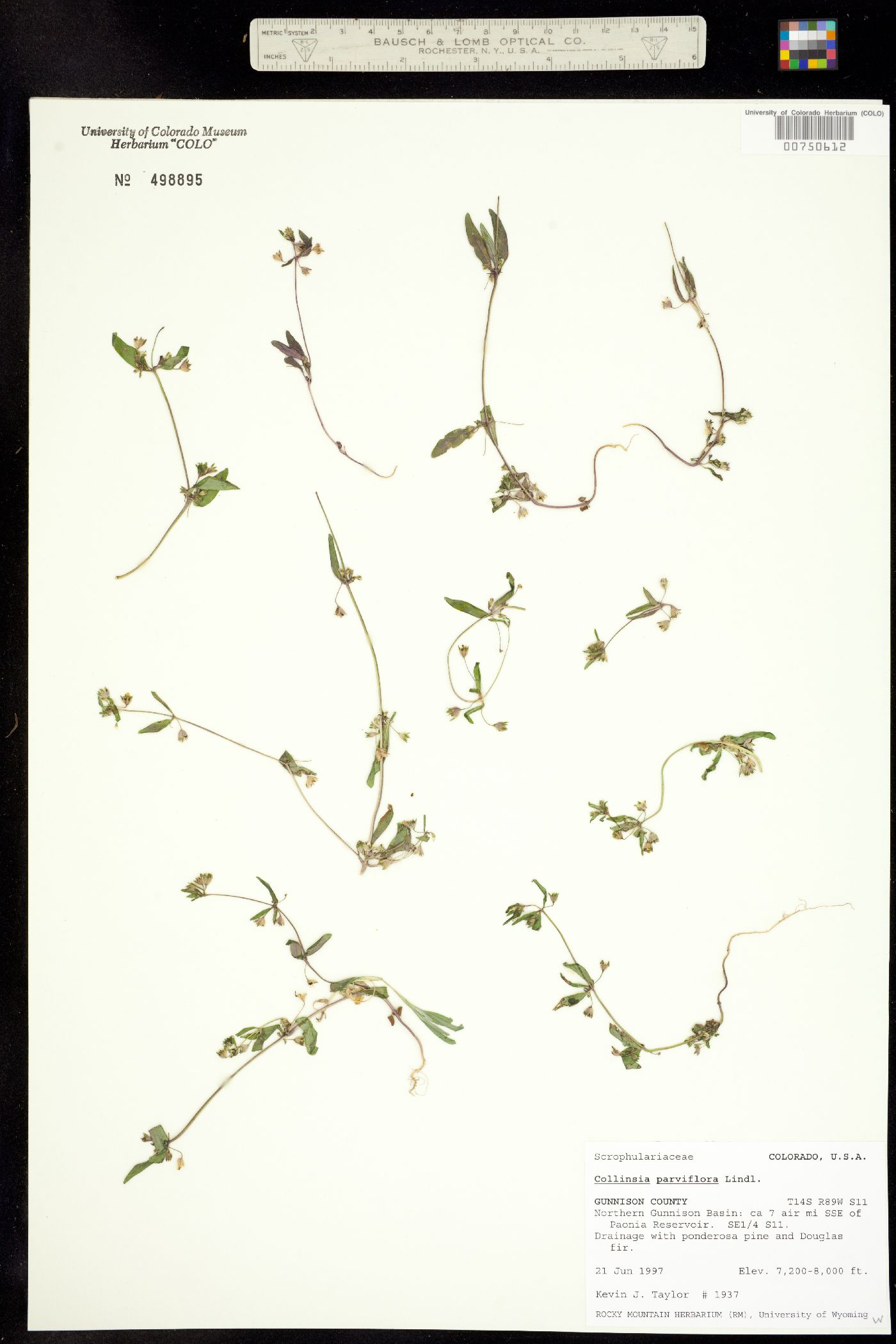 Collinsia parviflora image
