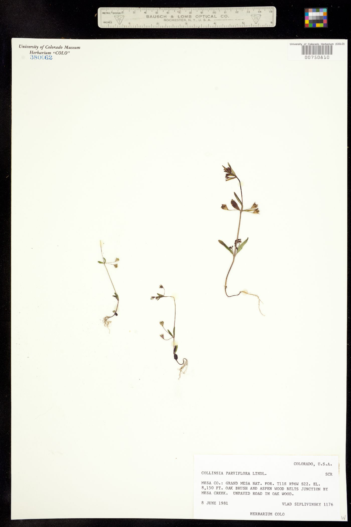 Collinsia parviflora image