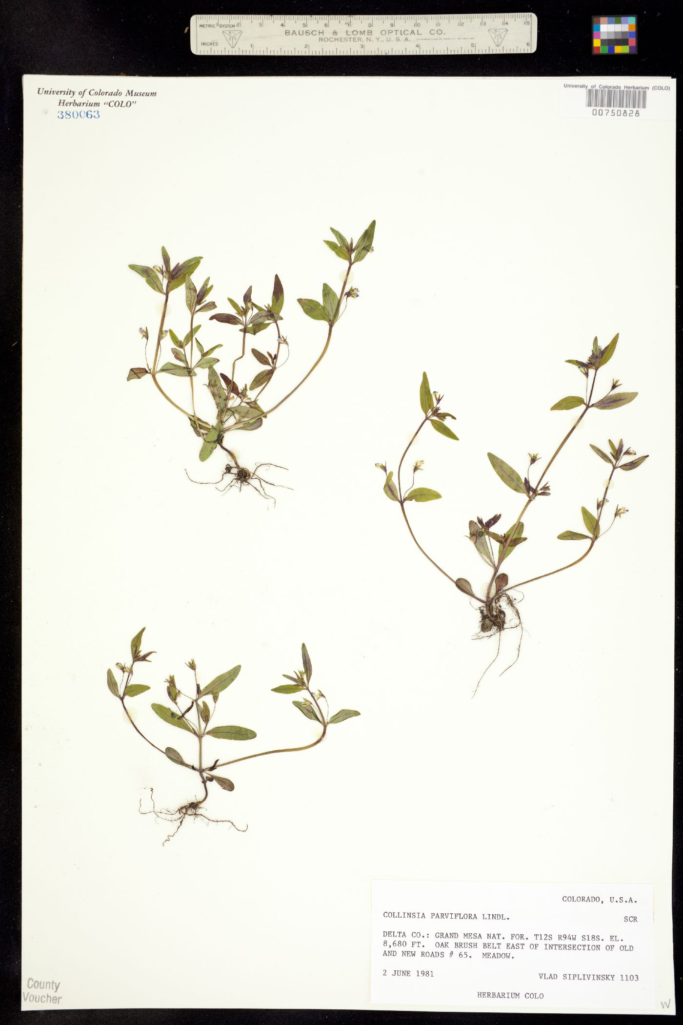 Collinsia parviflora image
