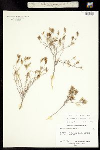 Image of Cordylanthus ramosus