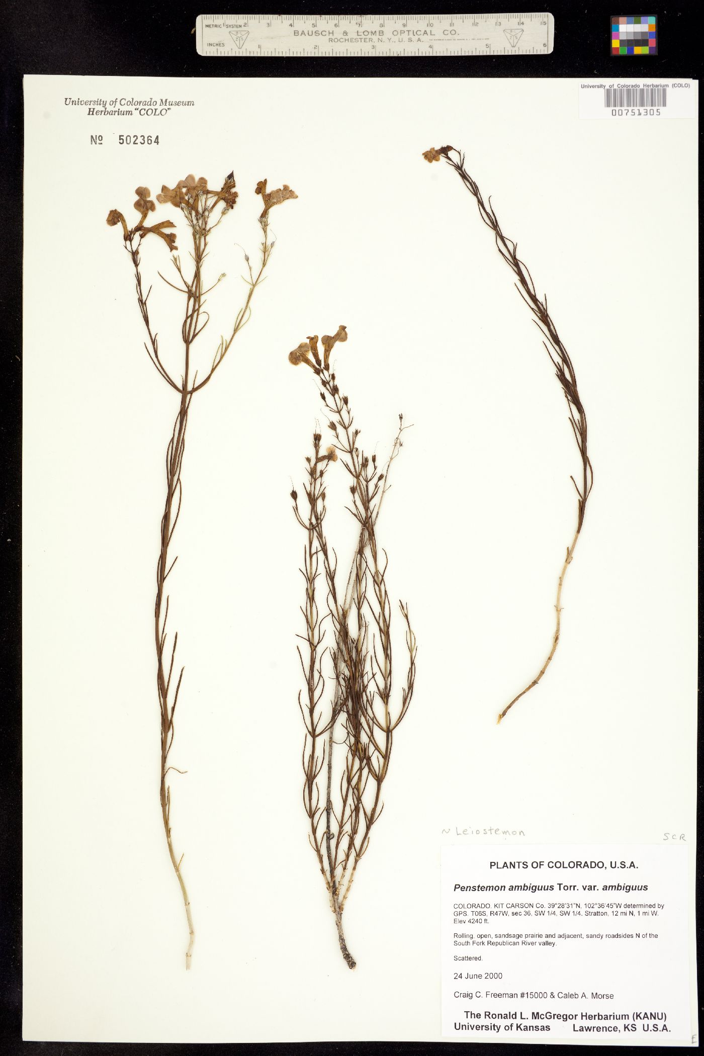 Penstemon ambiguus image