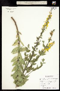 Linaria dalmatica subsp. dalmatica image