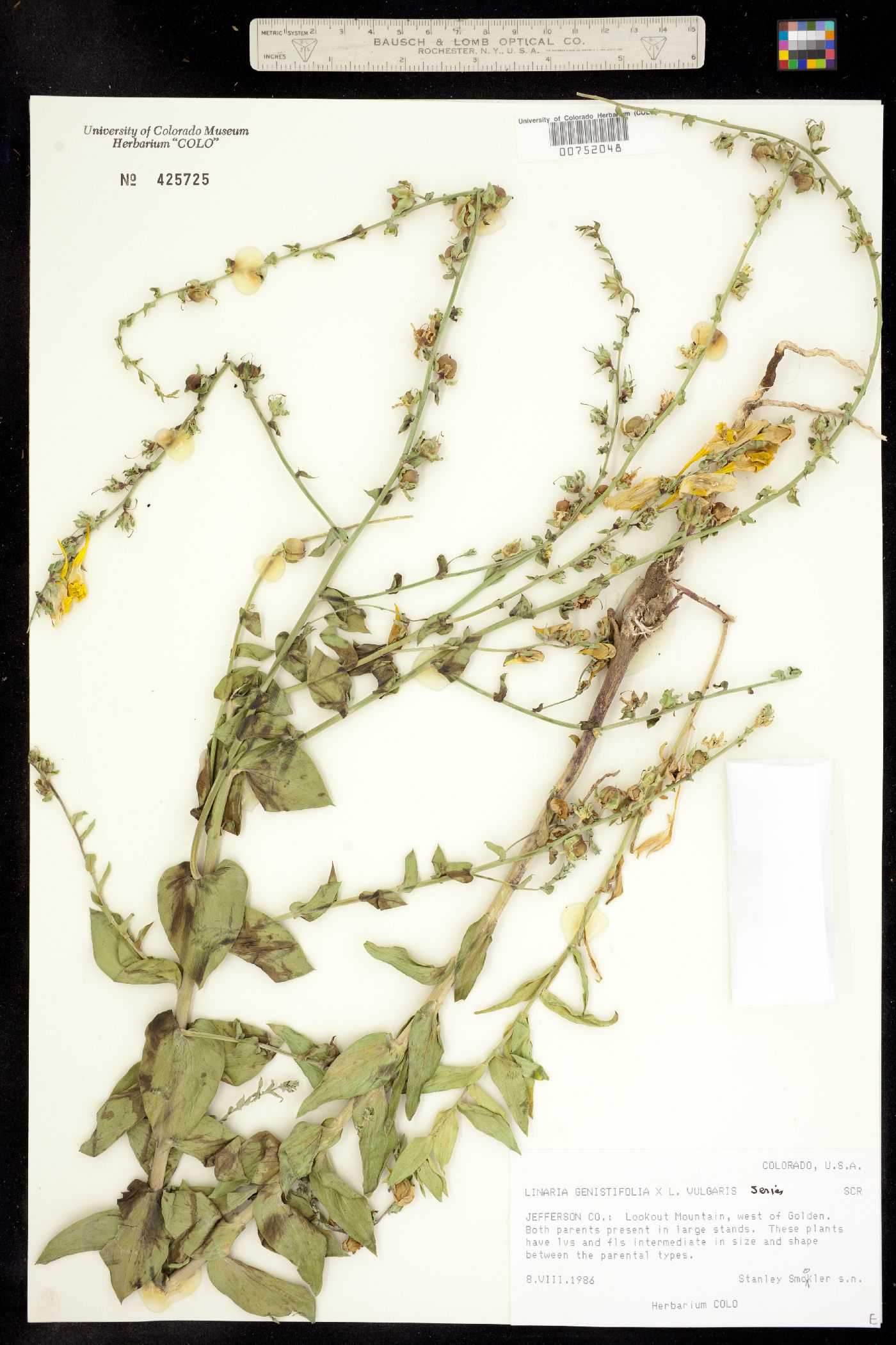 Linaria dalmatica ssp. dalmatica image