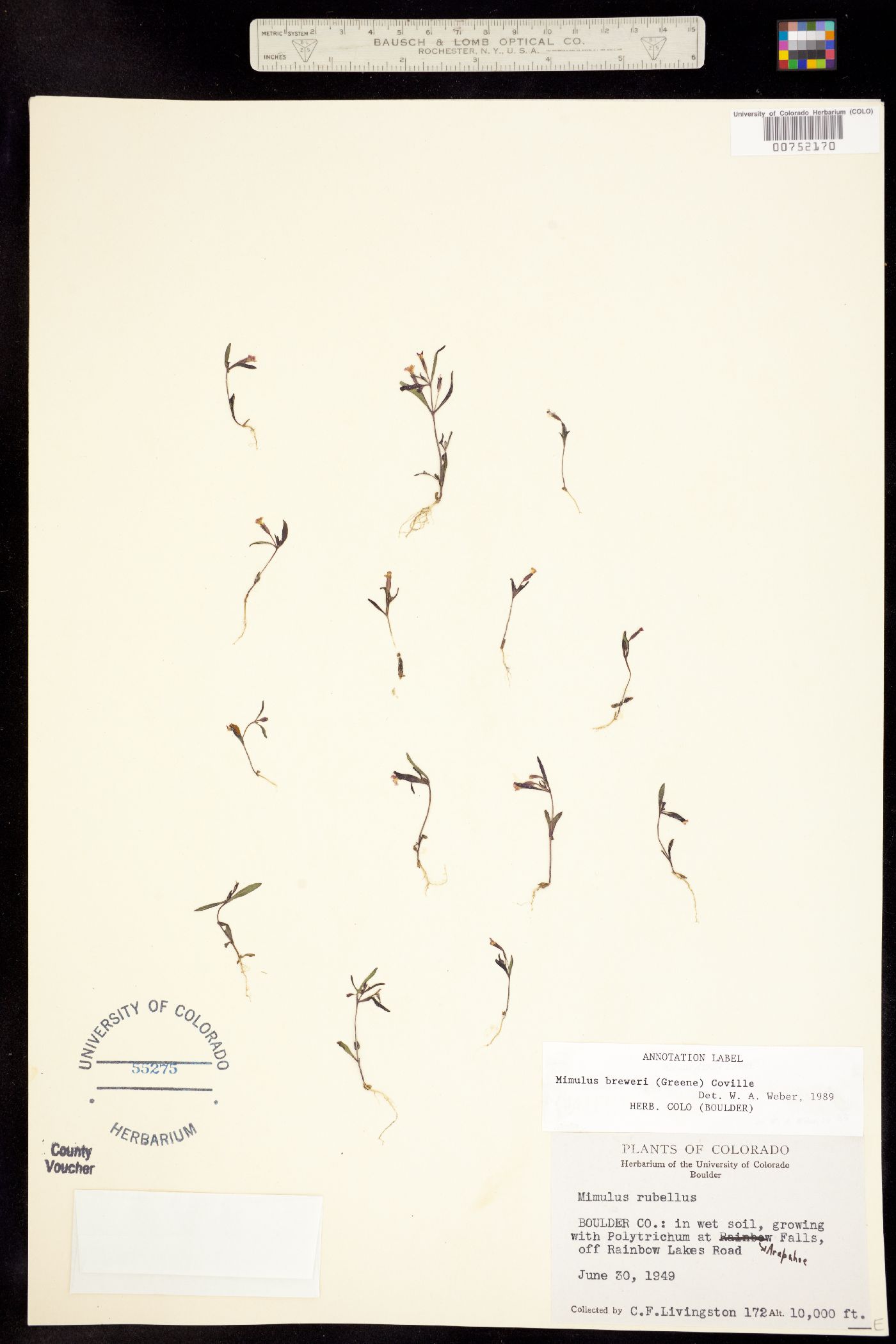 Mimulus breweri image