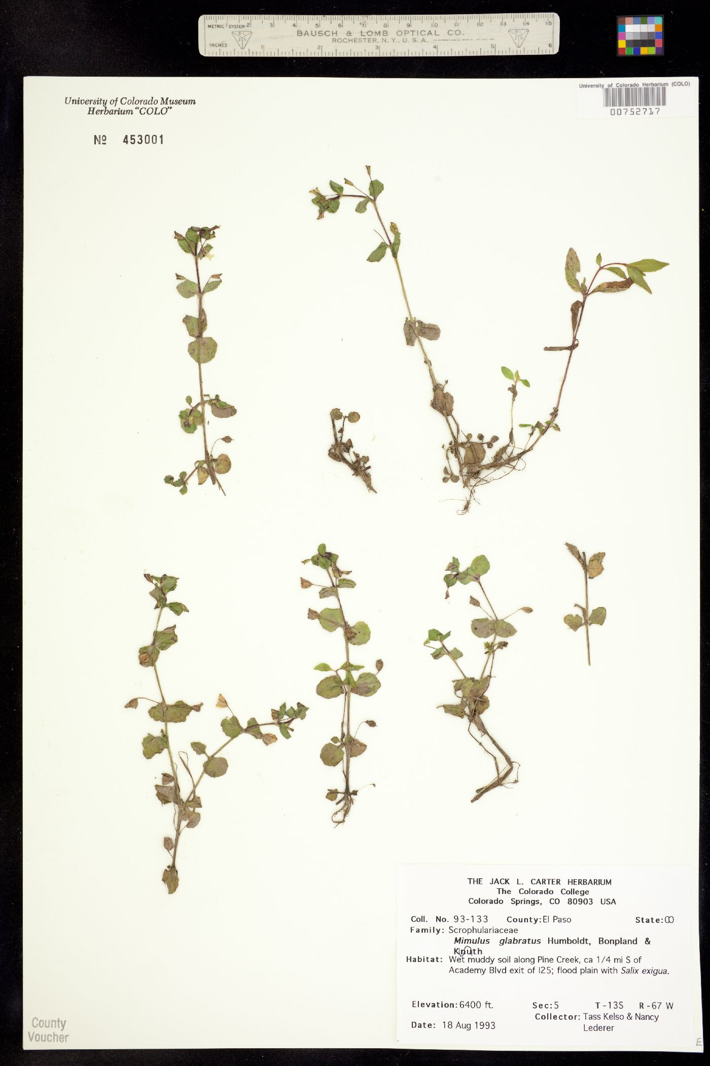 Erythranthe glabrata image