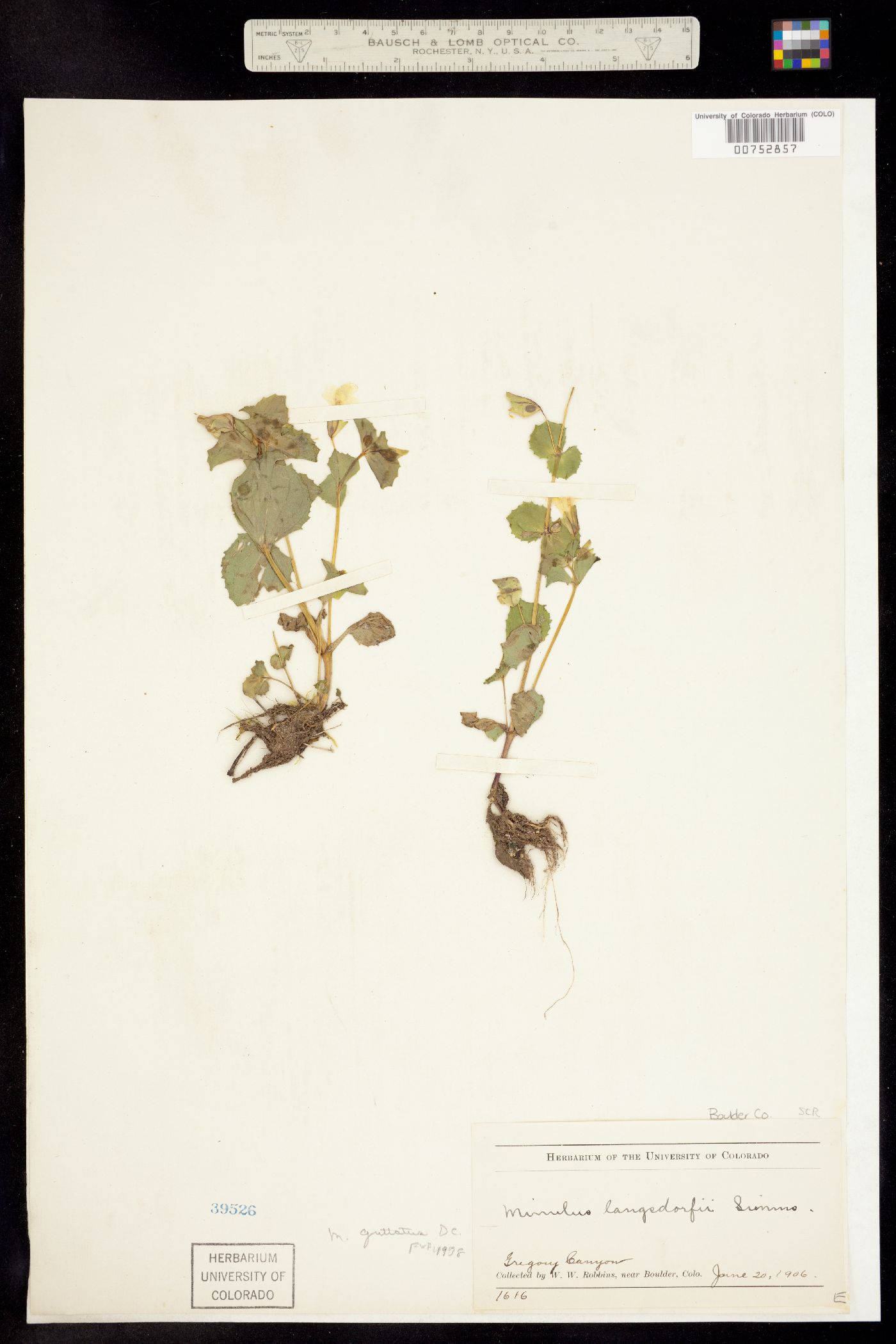 Mimulus guttatus image