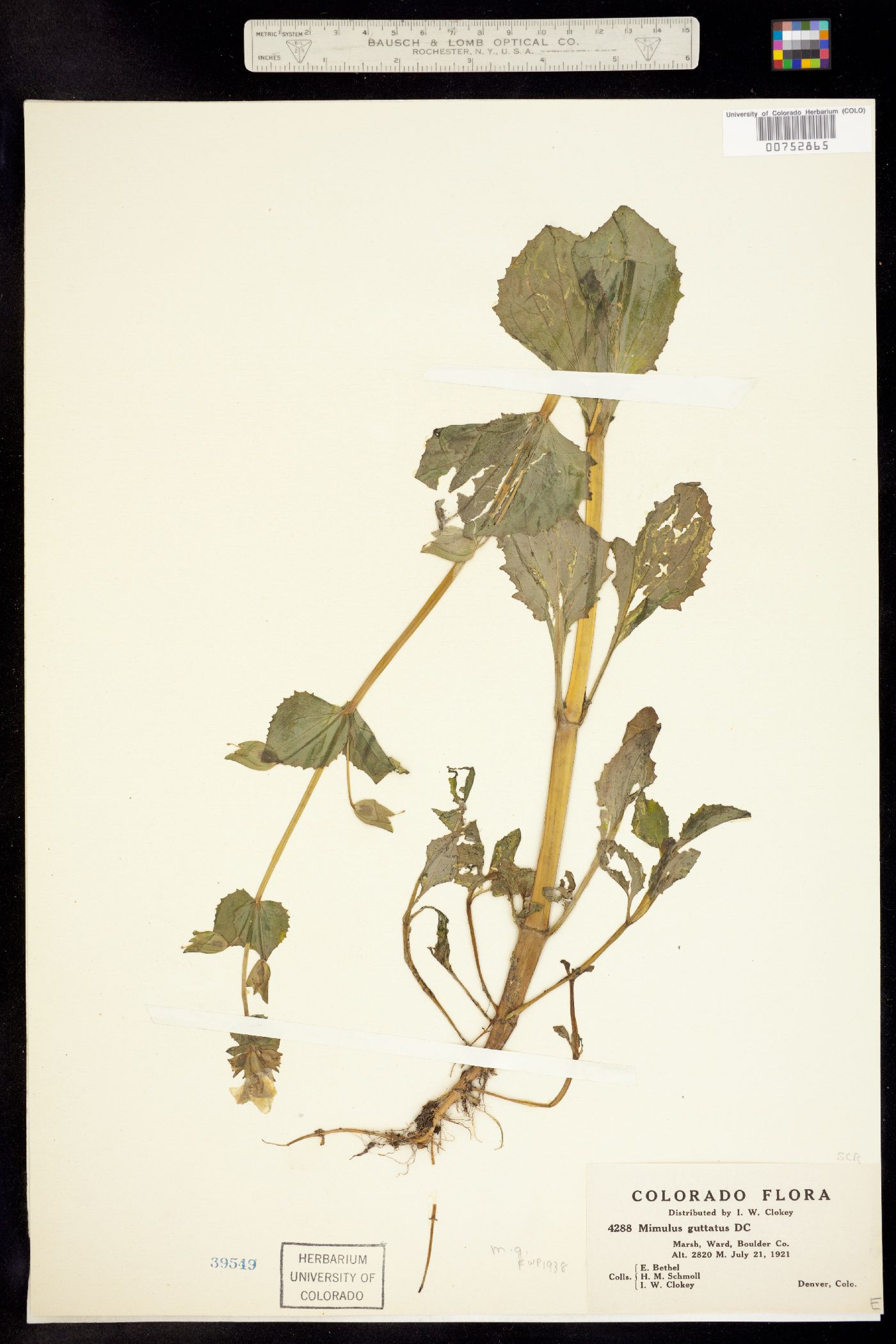 Mimulus guttatus image