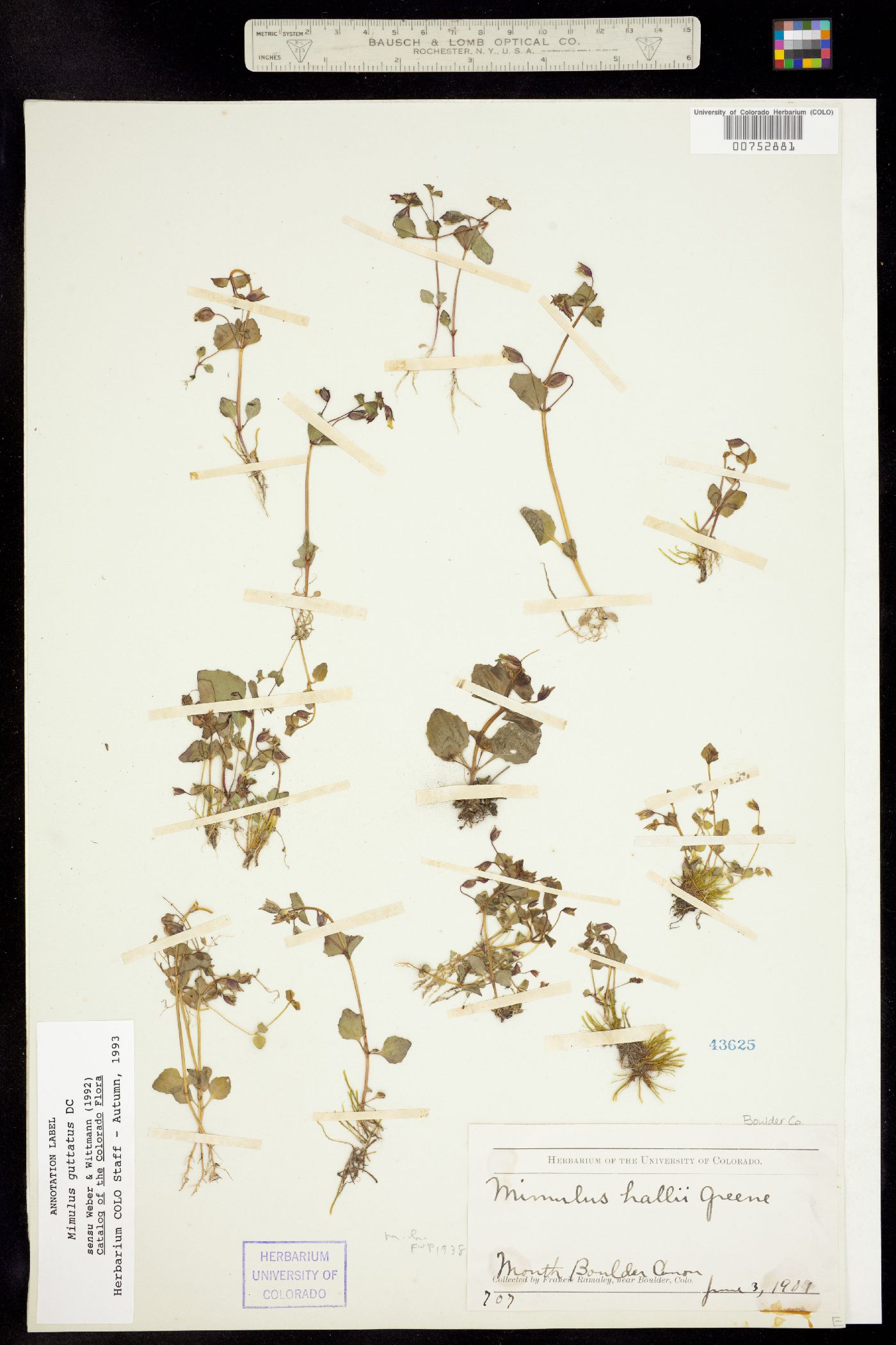 Mimulus guttatus image