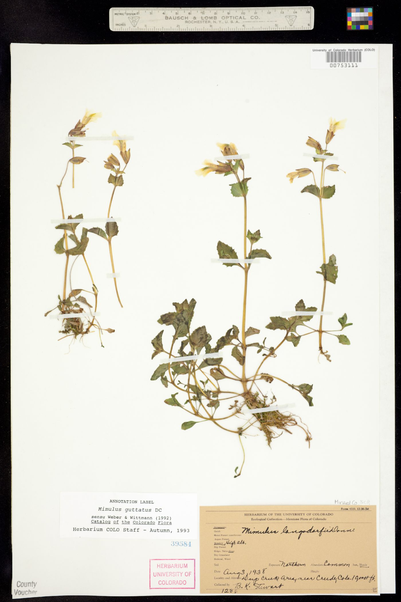 Mimulus guttatus image