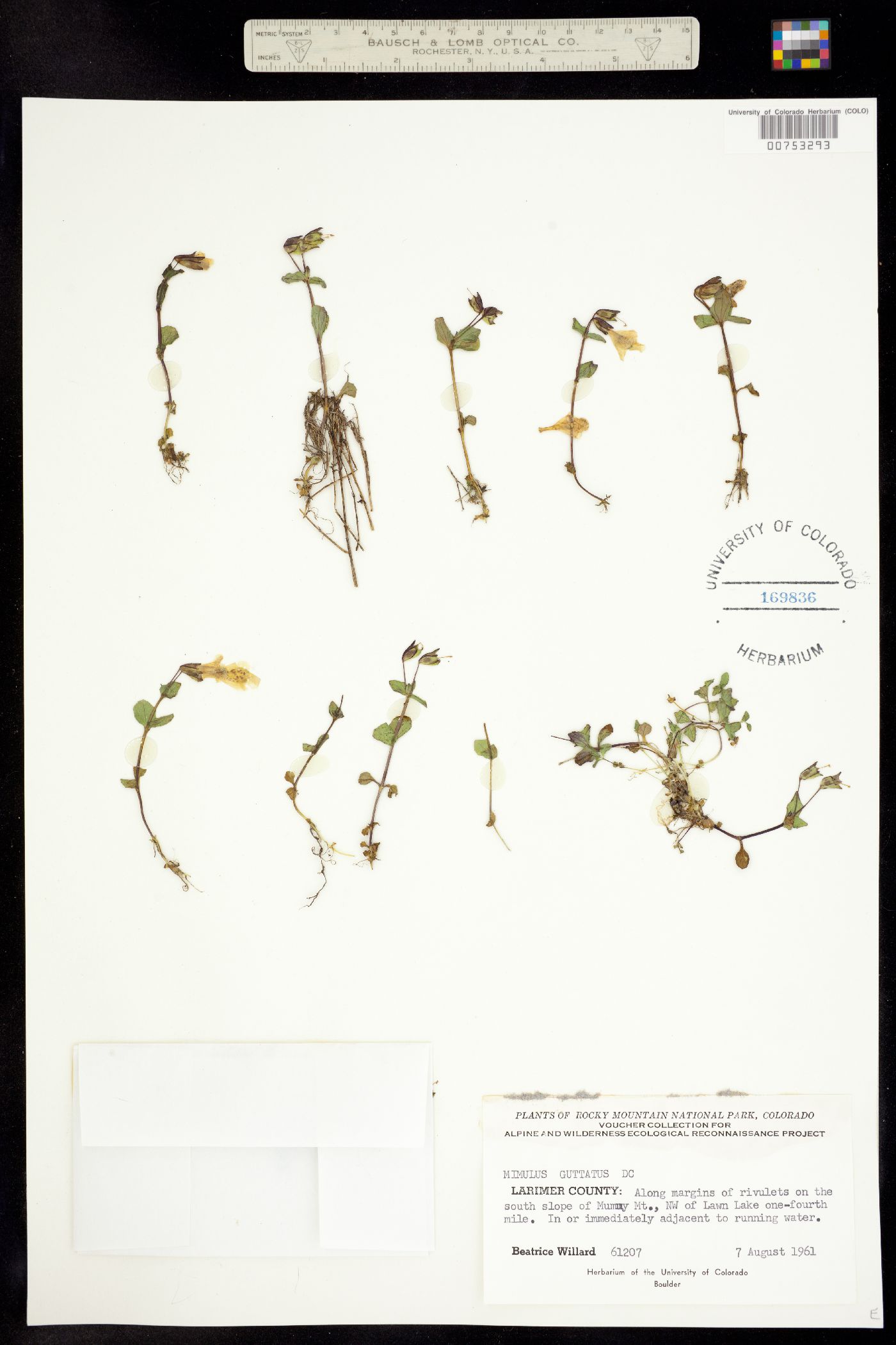 Mimulus guttatus image