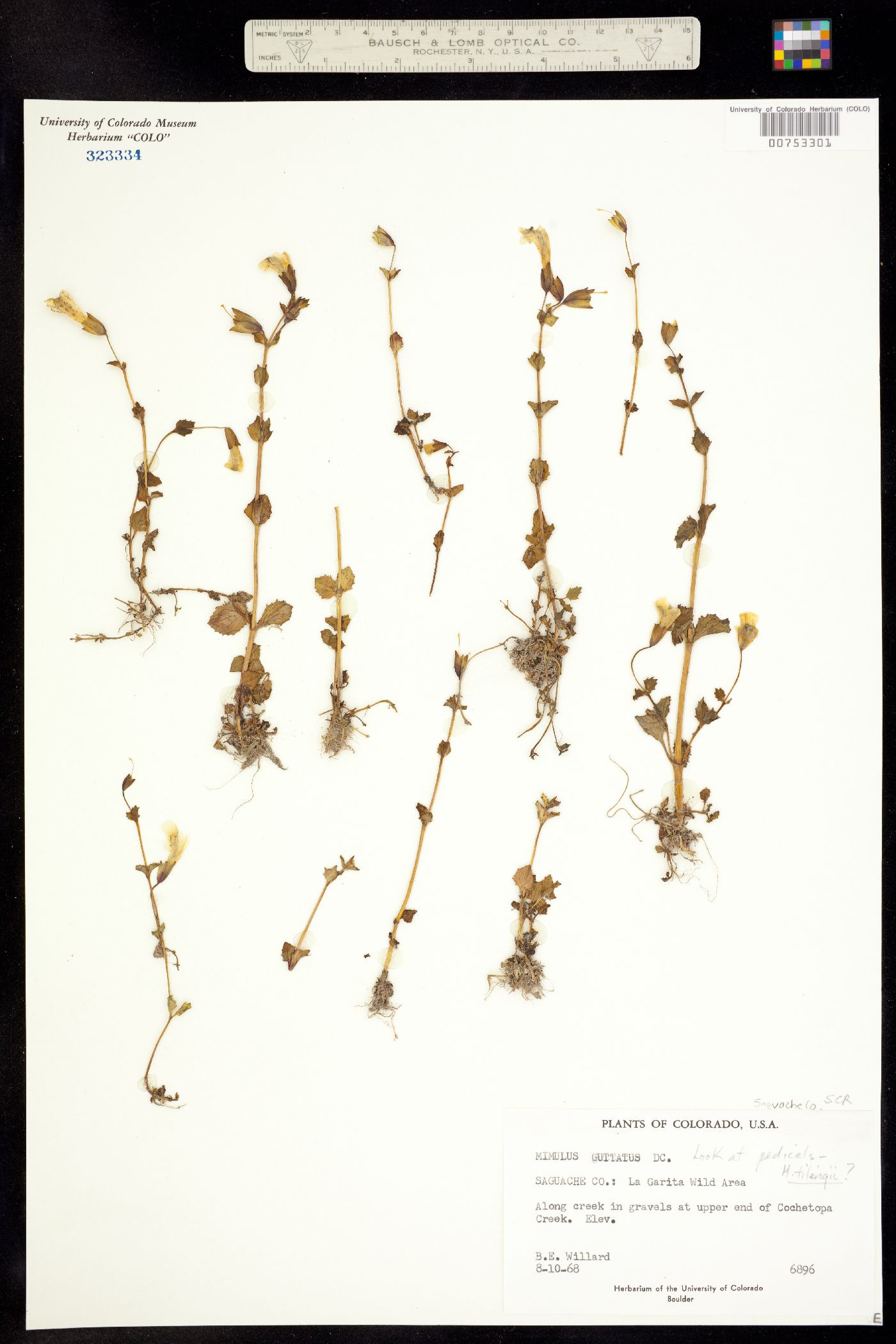 Mimulus guttatus image