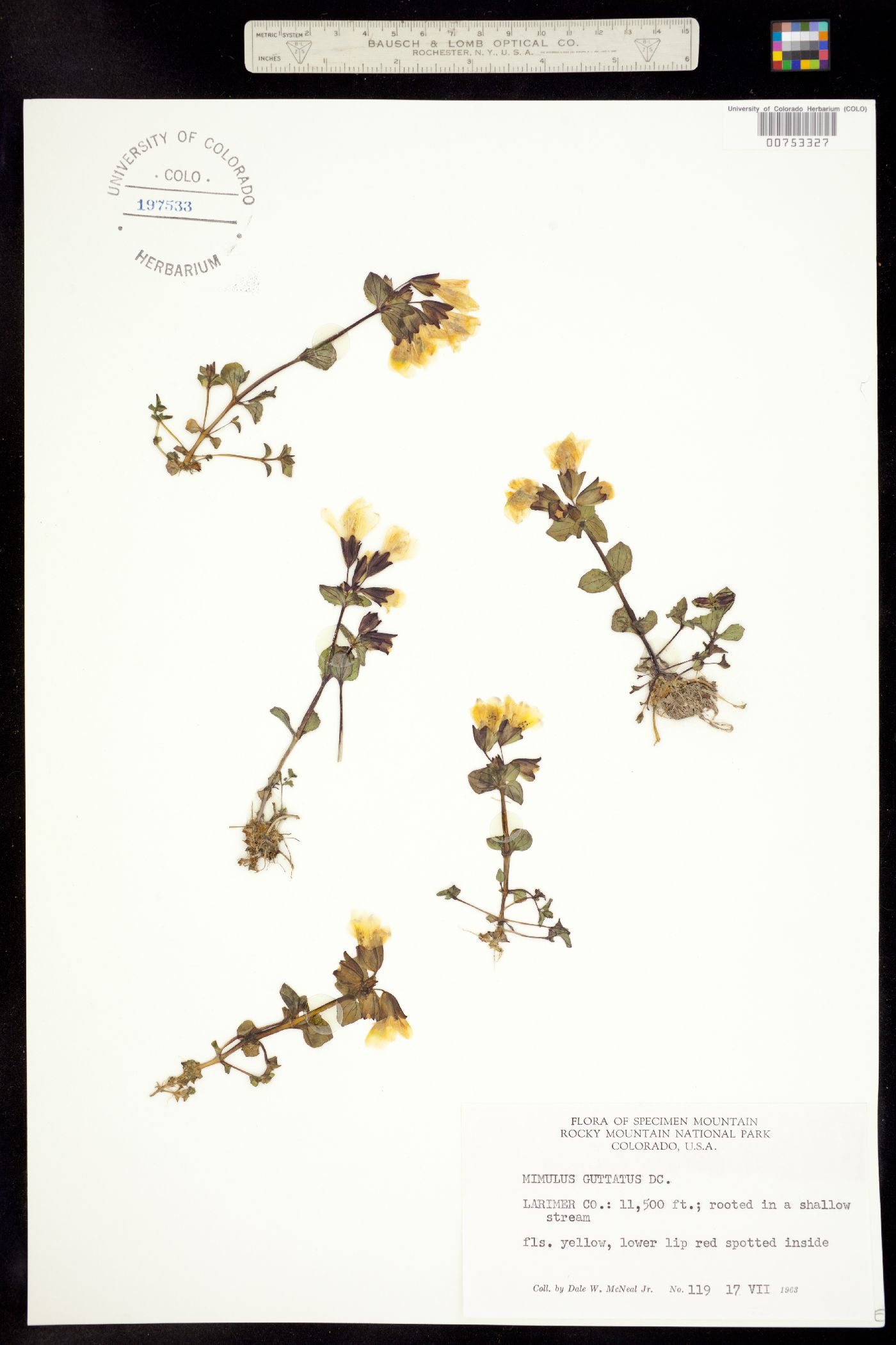 Mimulus guttatus image