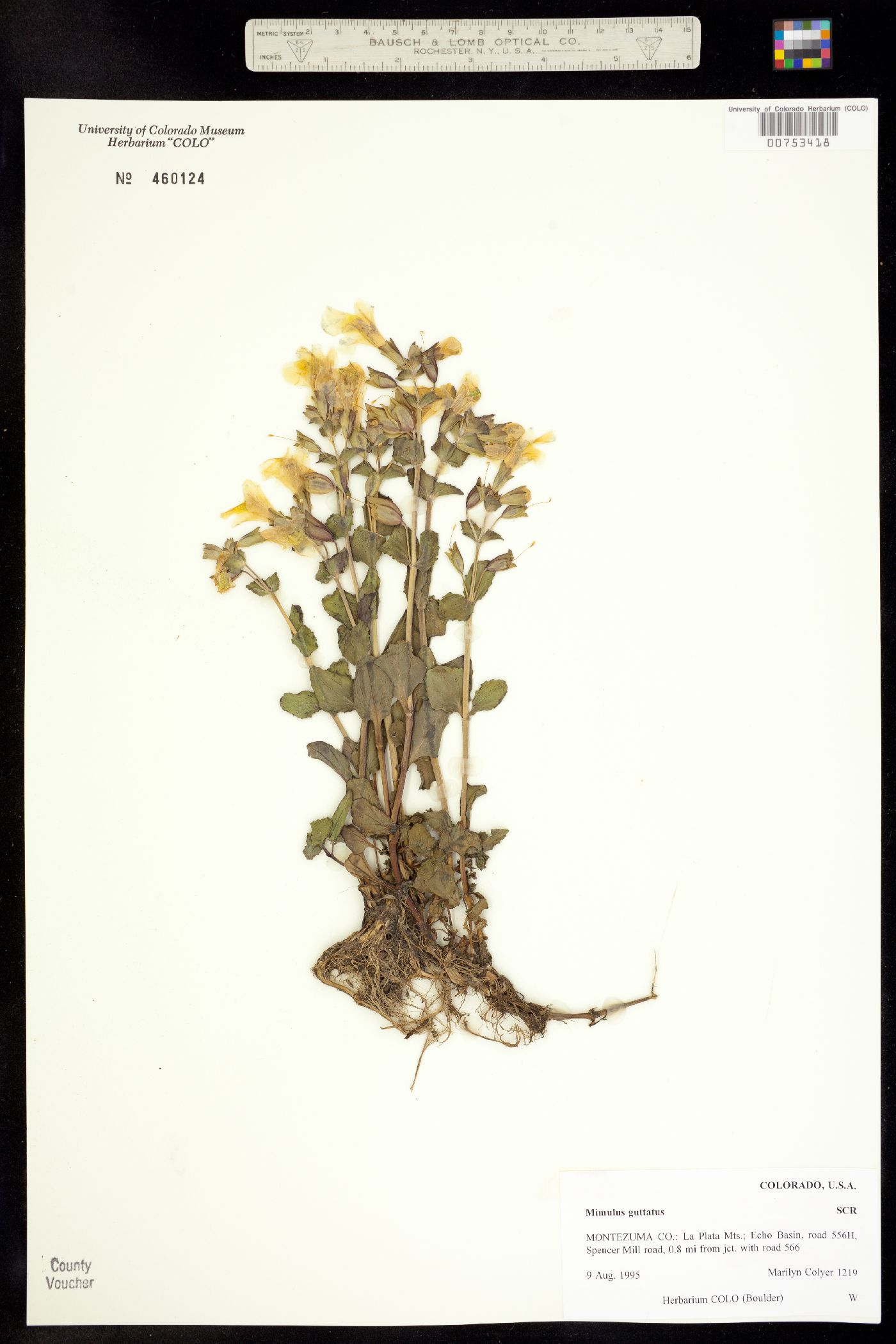 Mimulus guttatus image