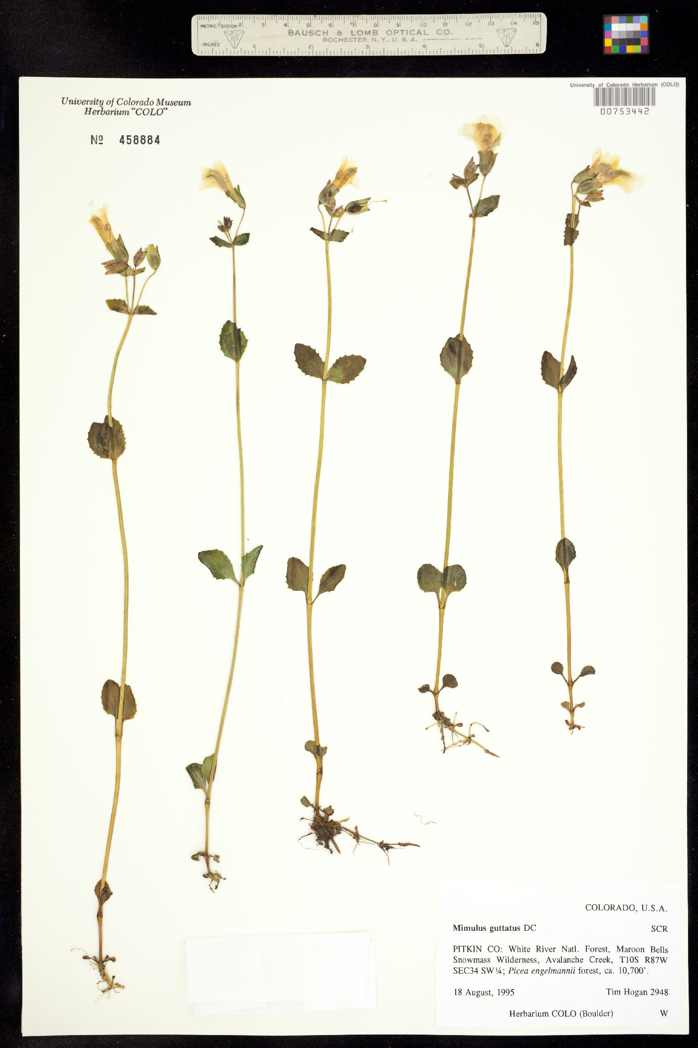 Mimulus guttatus image
