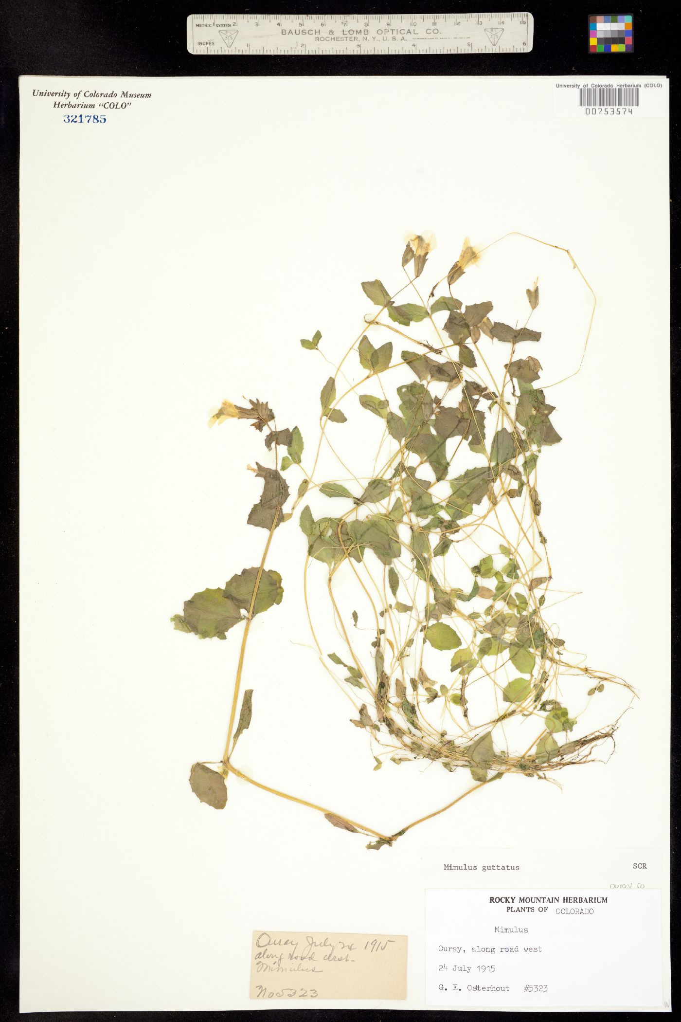 Mimulus guttatus image