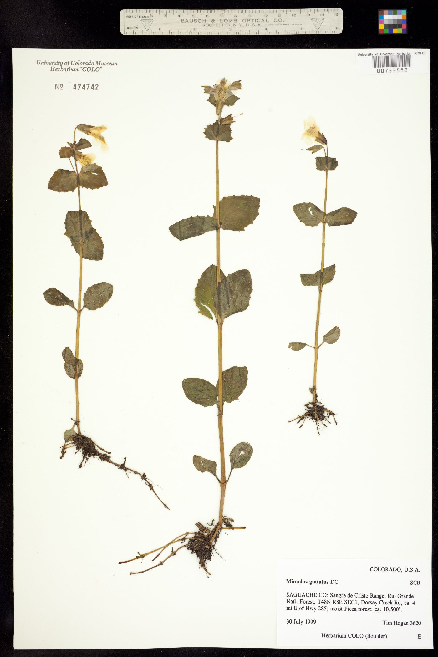 Mimulus guttatus image