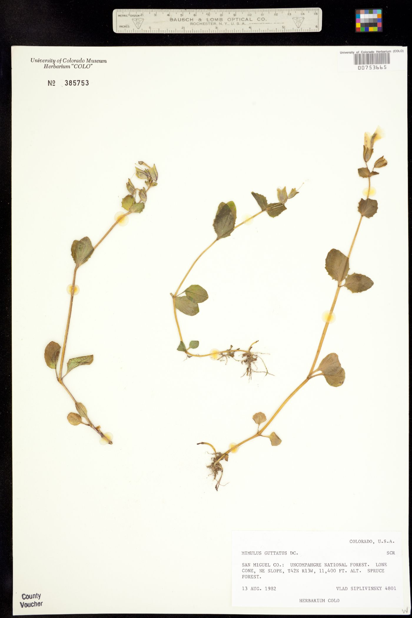 Mimulus image
