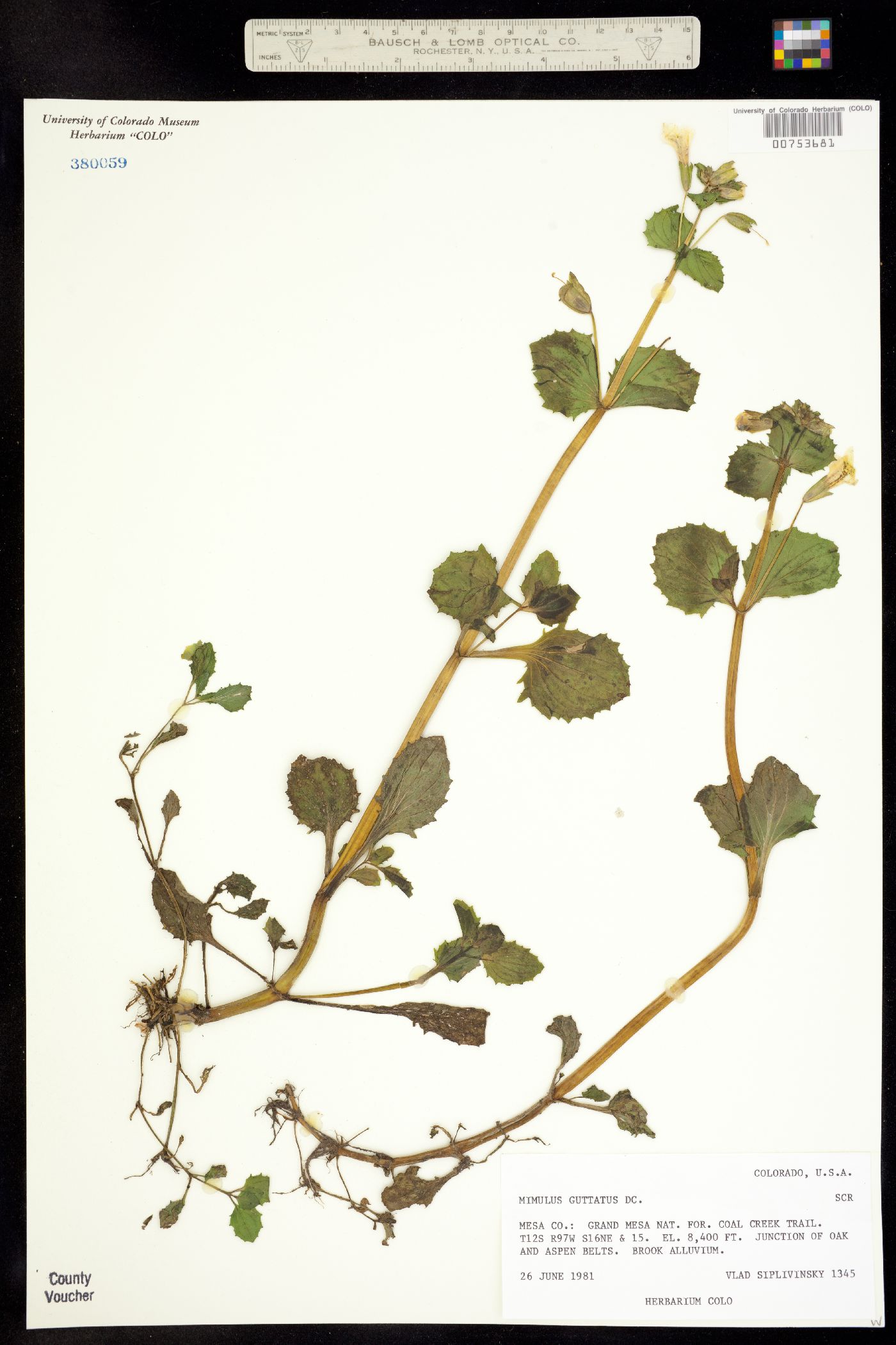 Mimulus guttatus image