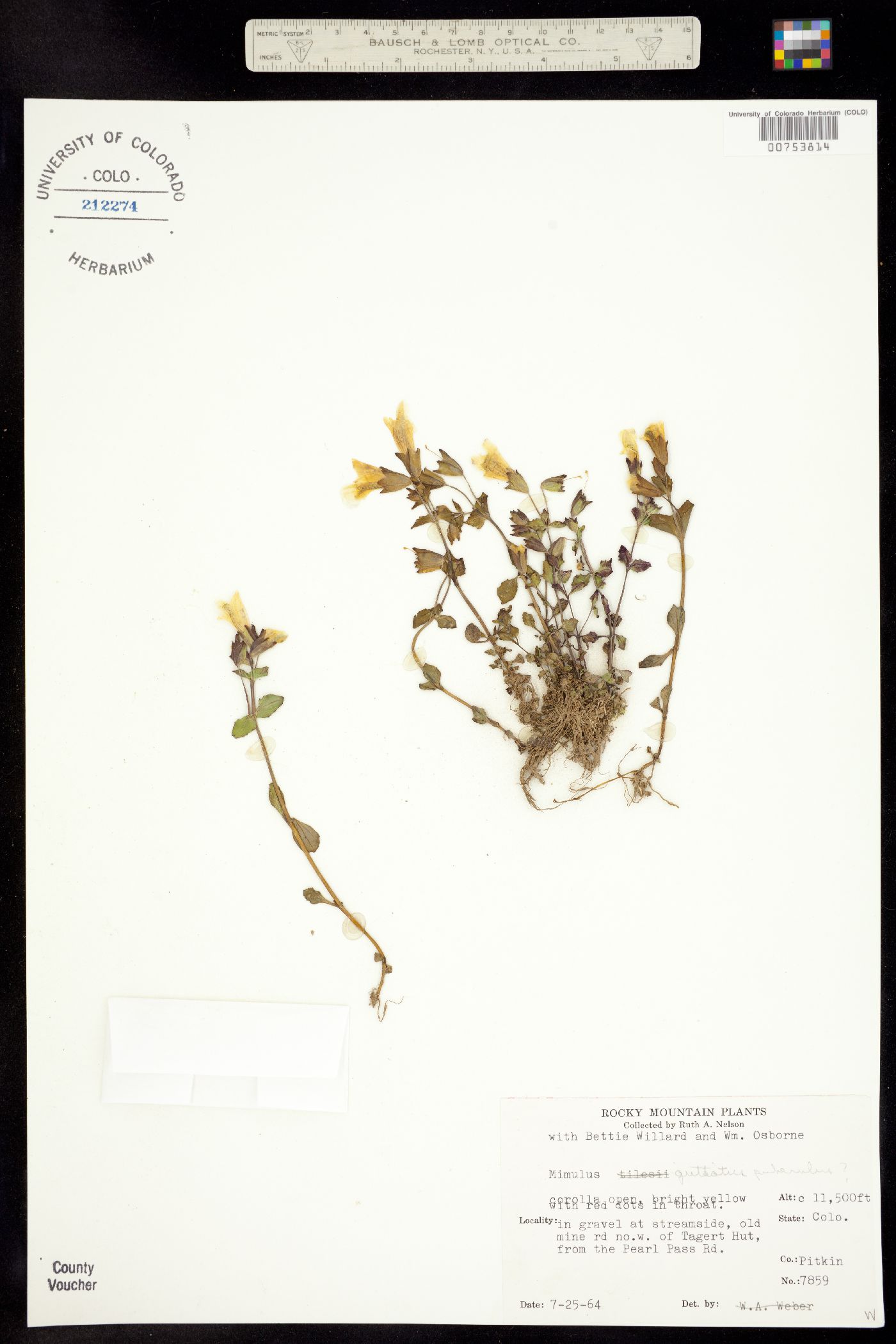 Mimulus guttatus image