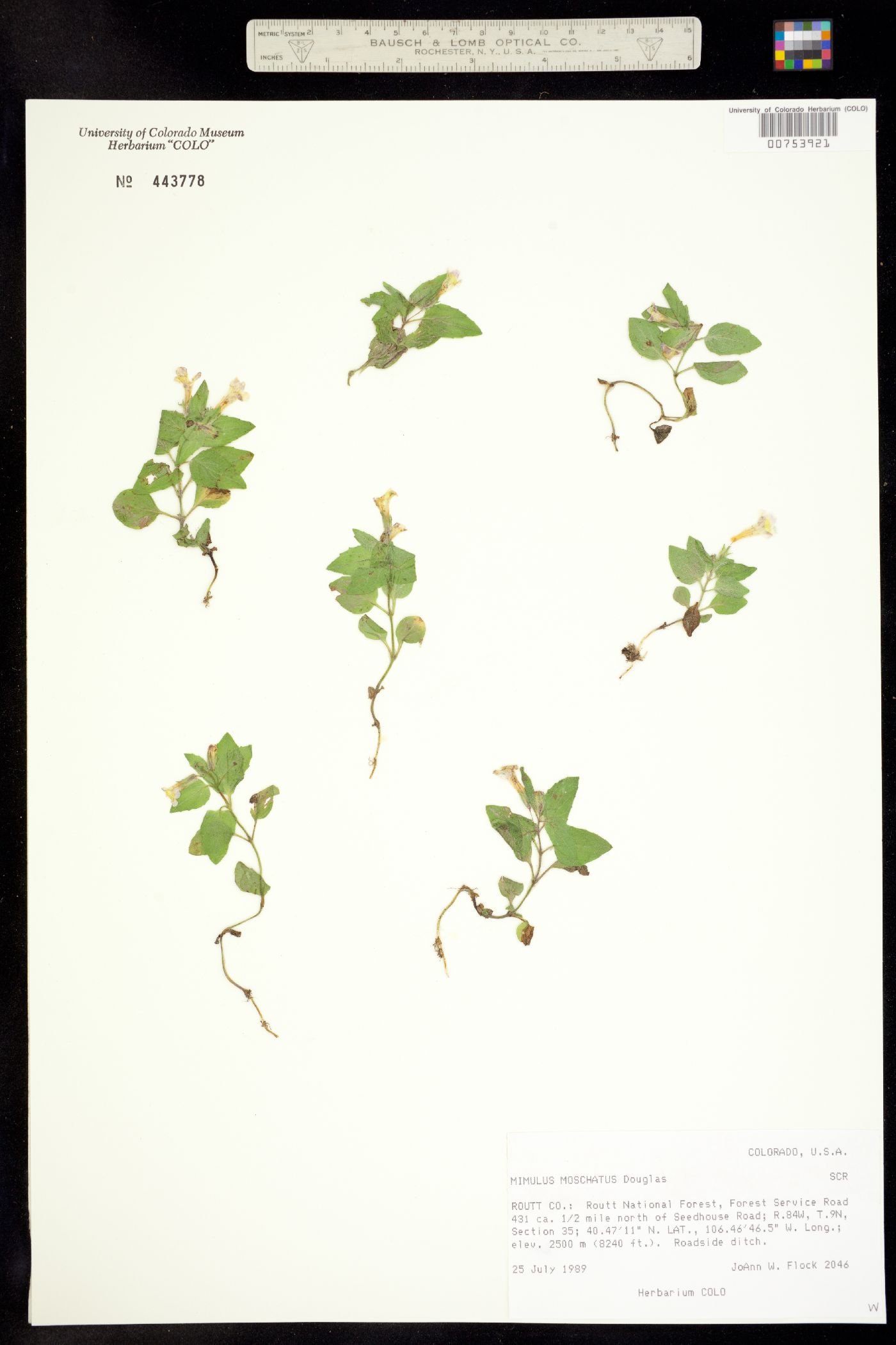 Mimulus moschatus image