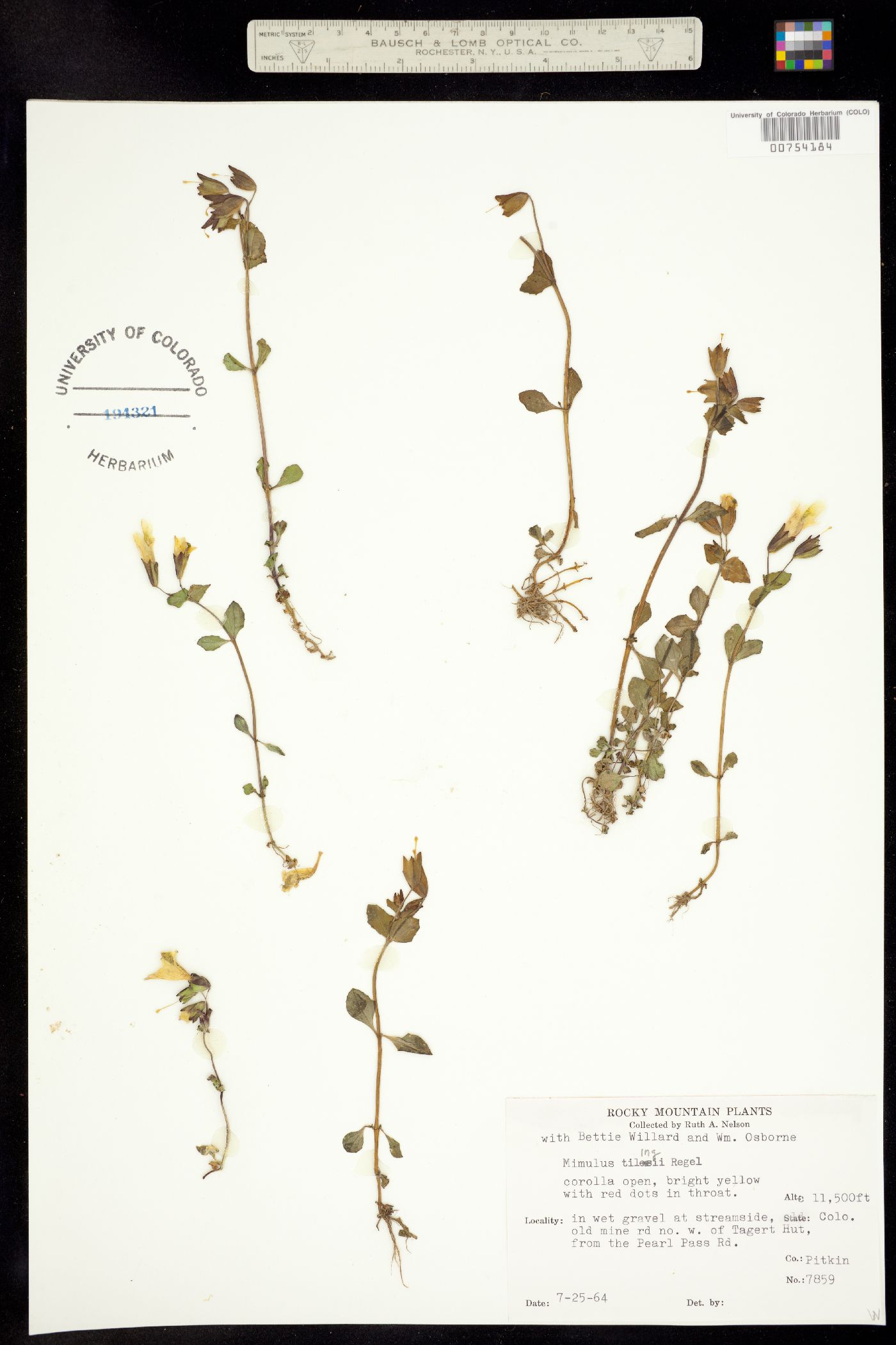 Mimulus tilingii image