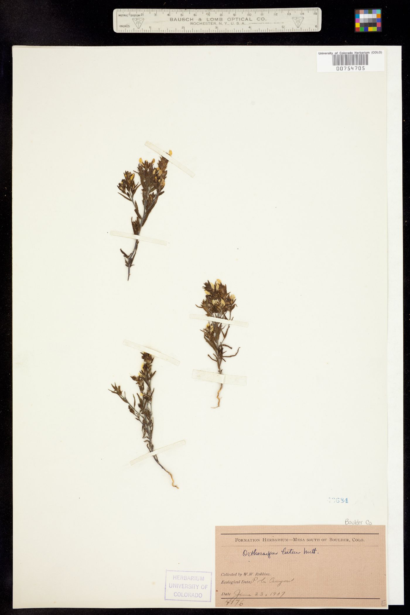 Orthocarpus luteus image