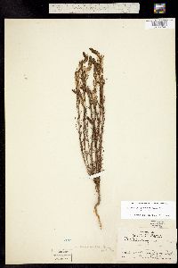 Orthocarpus purpureoalbus image