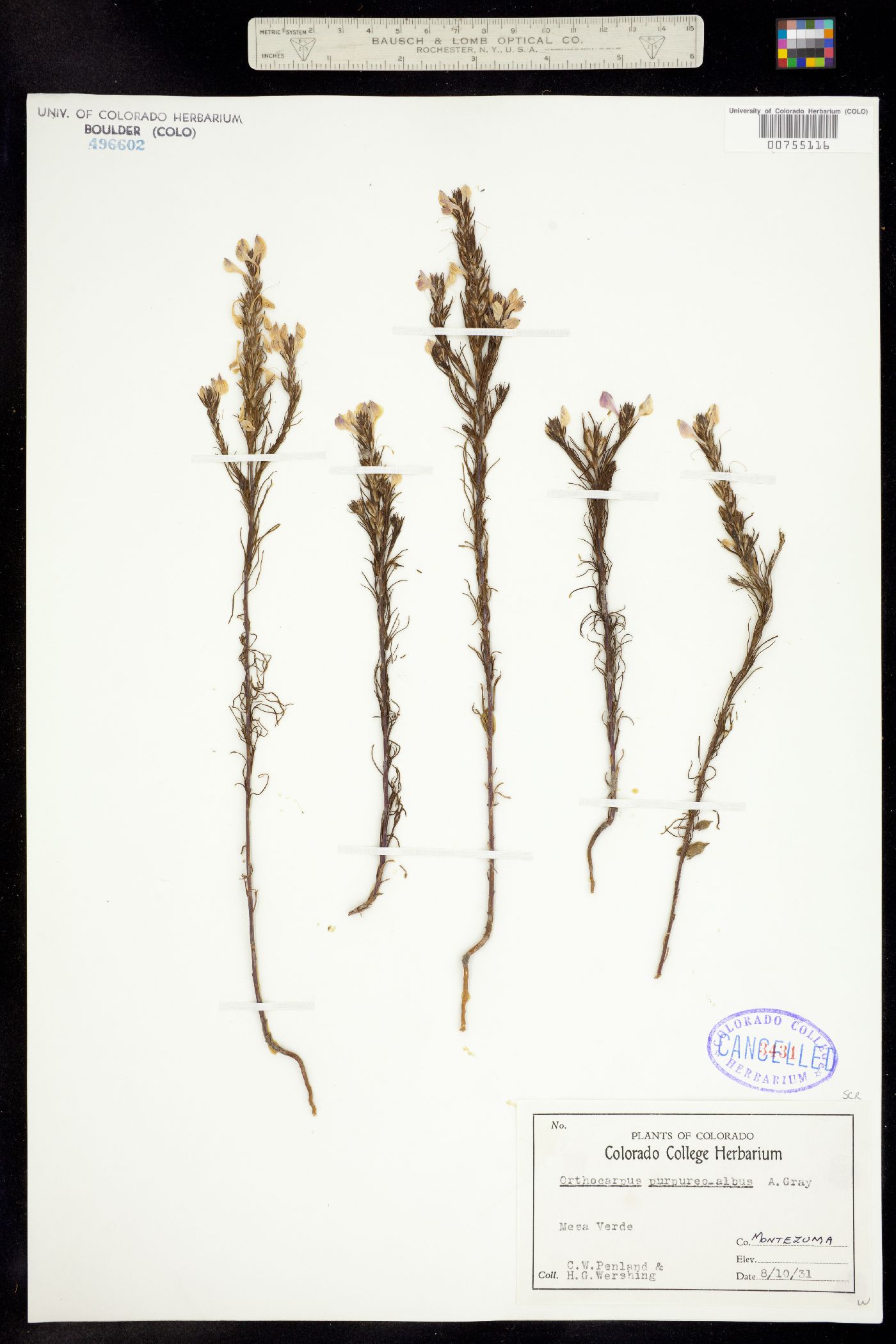 Orthocarpus purpureoalbus image