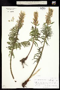 Pedicularis bracteosa image