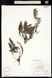 Pedicularis canadensis subsp. fluviatilis image