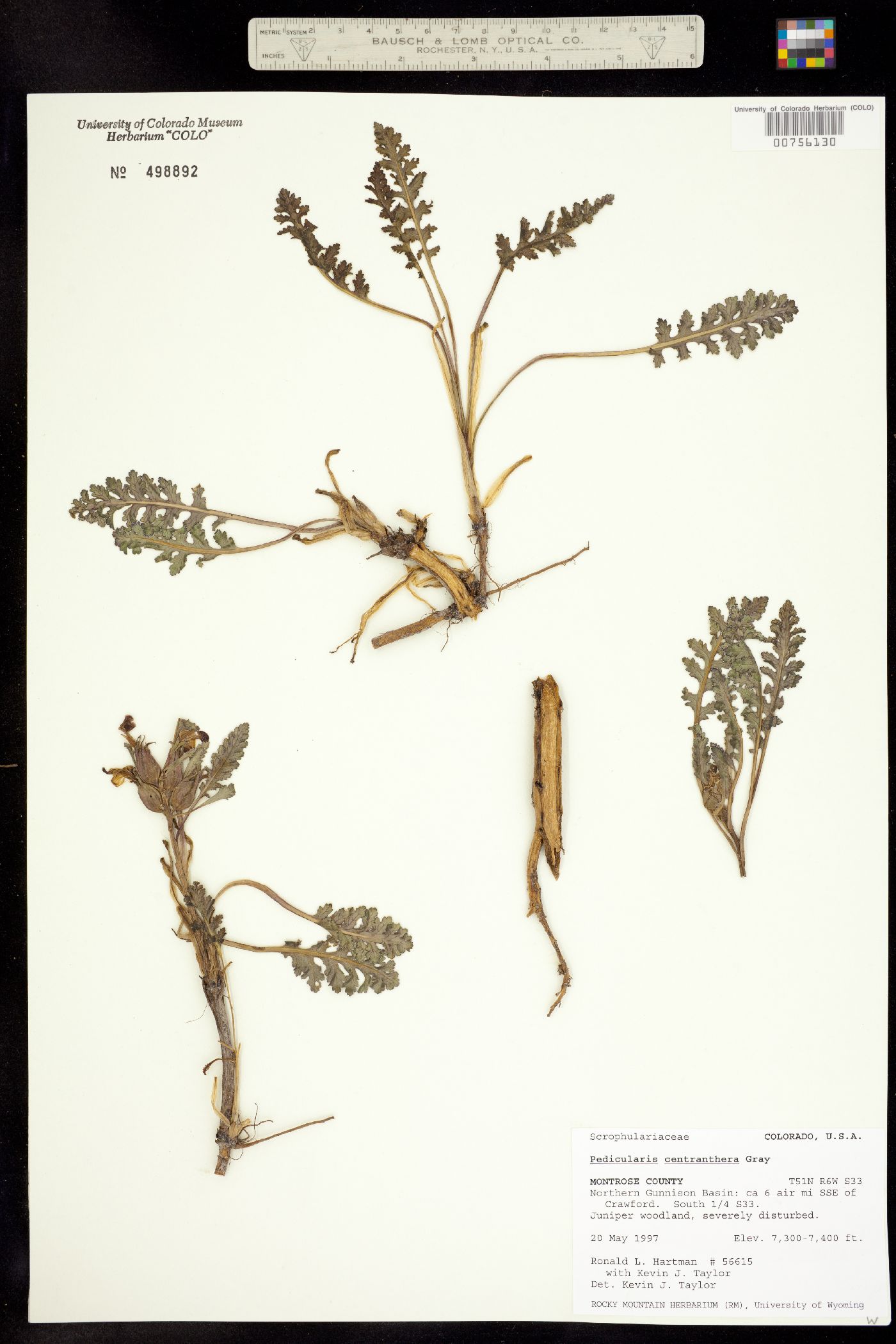 Pedicularis centranthera image