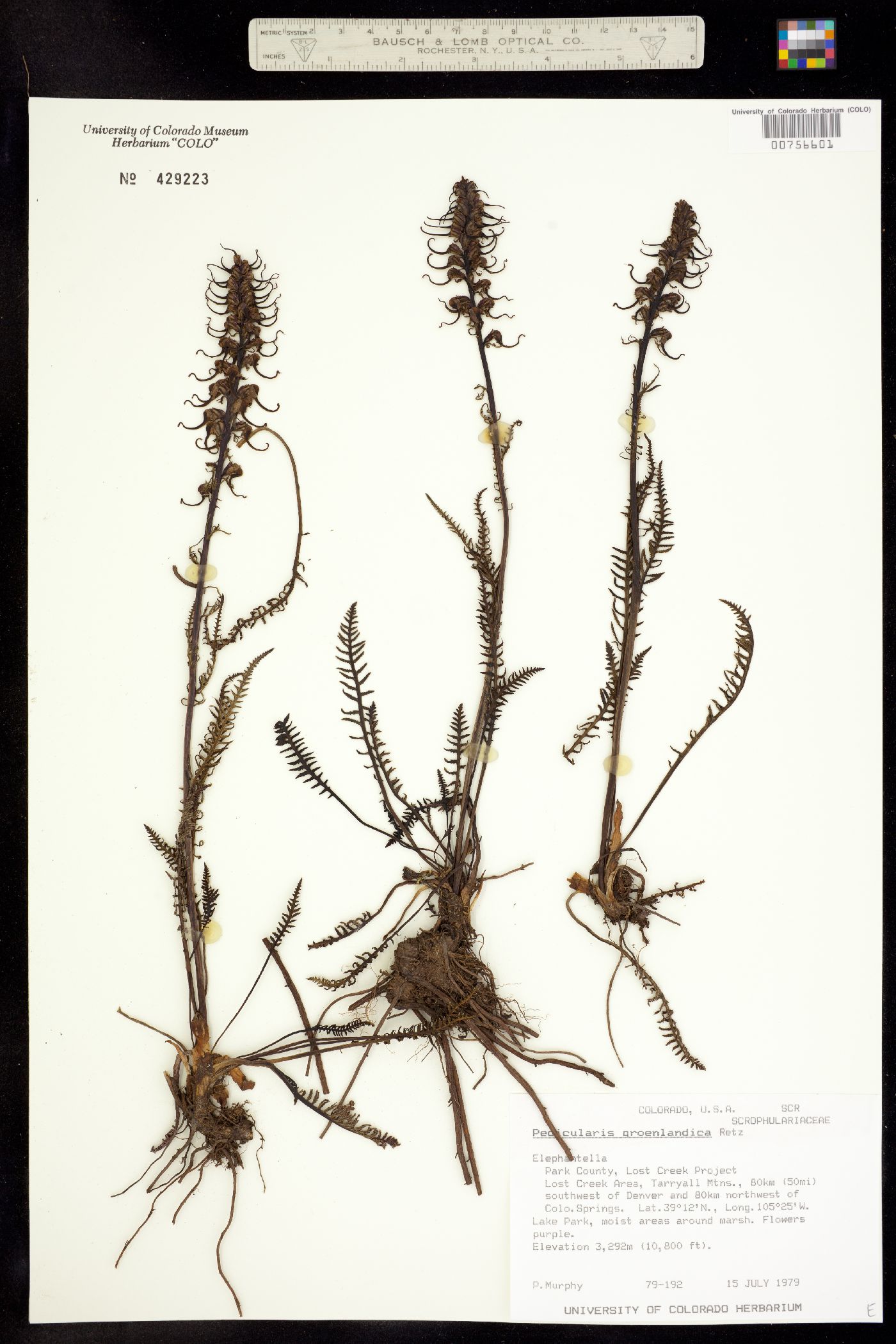 Pedicularis groenlandica image