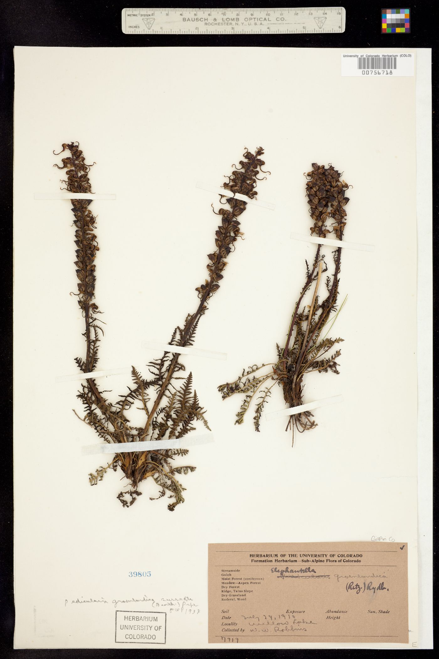 Pedicularis groenlandica image