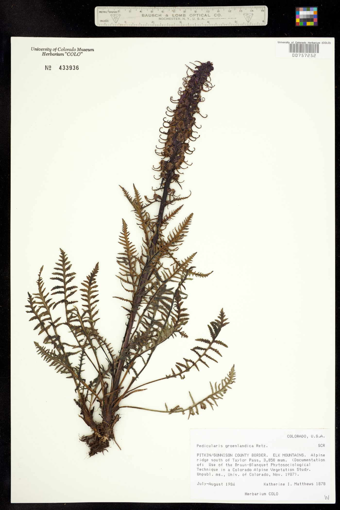 Pedicularis groenlandica image