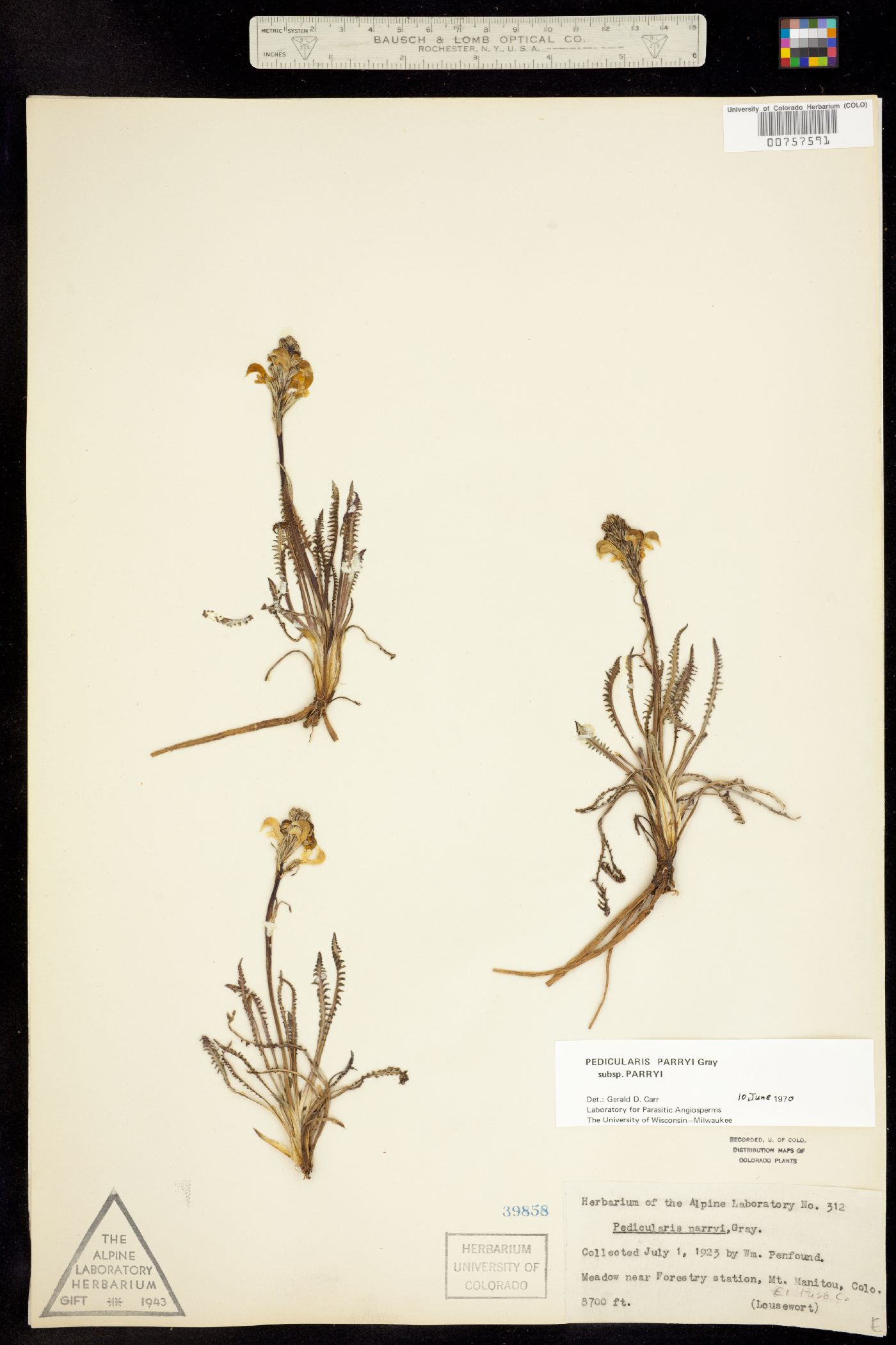Pedicularis parryi ssp. parryi image