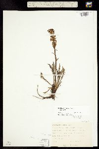 Pedicularis parryi subsp. parryi image