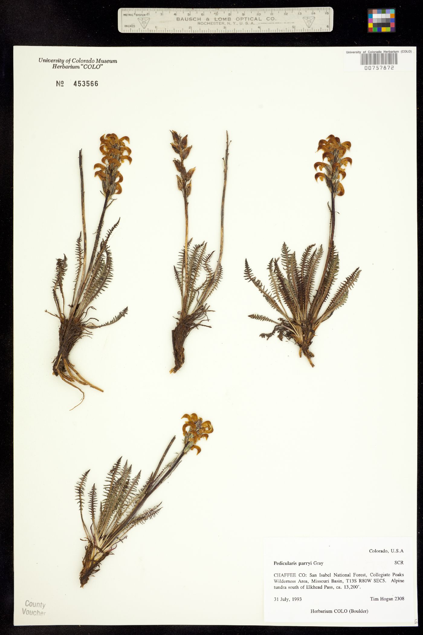 Pedicularis parryi image