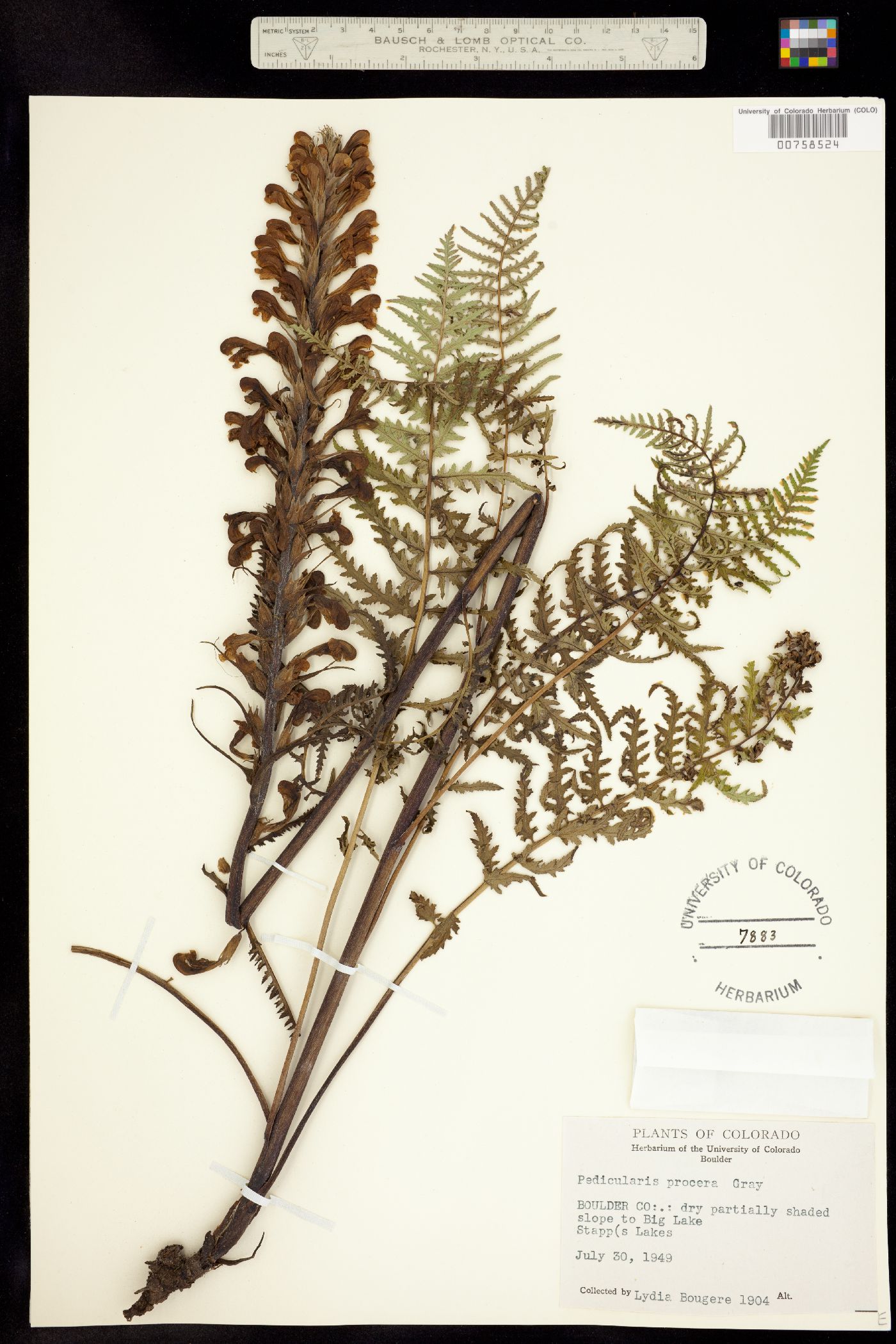 Pedicularis grayi image