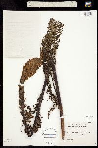 Pedicularis procera image