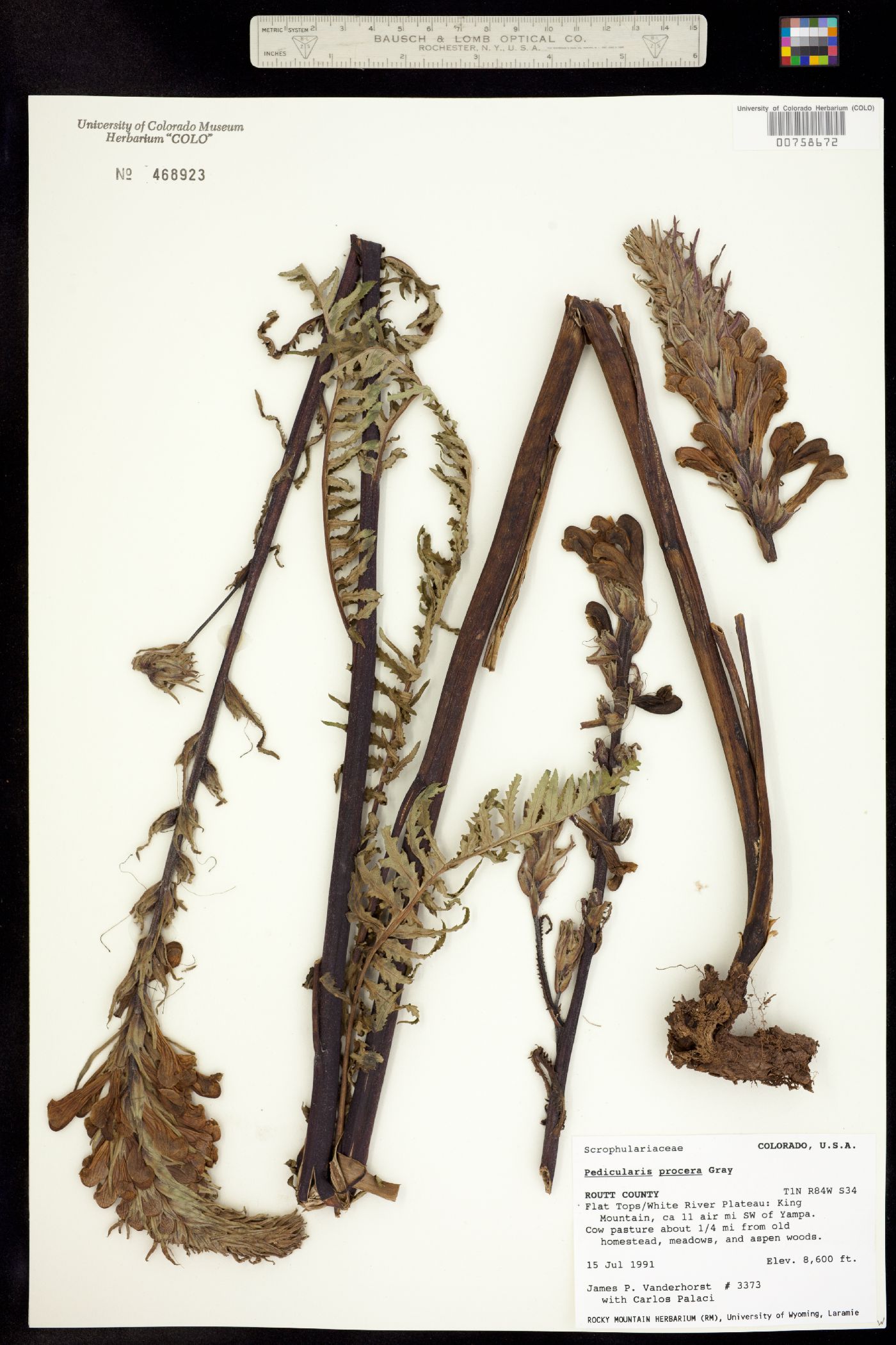 Pedicularis grayi image
